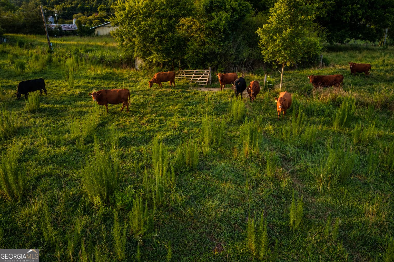 agriculture for sale at 0 Gadsden Road, Cave Spring, GA 30124 — photo 8