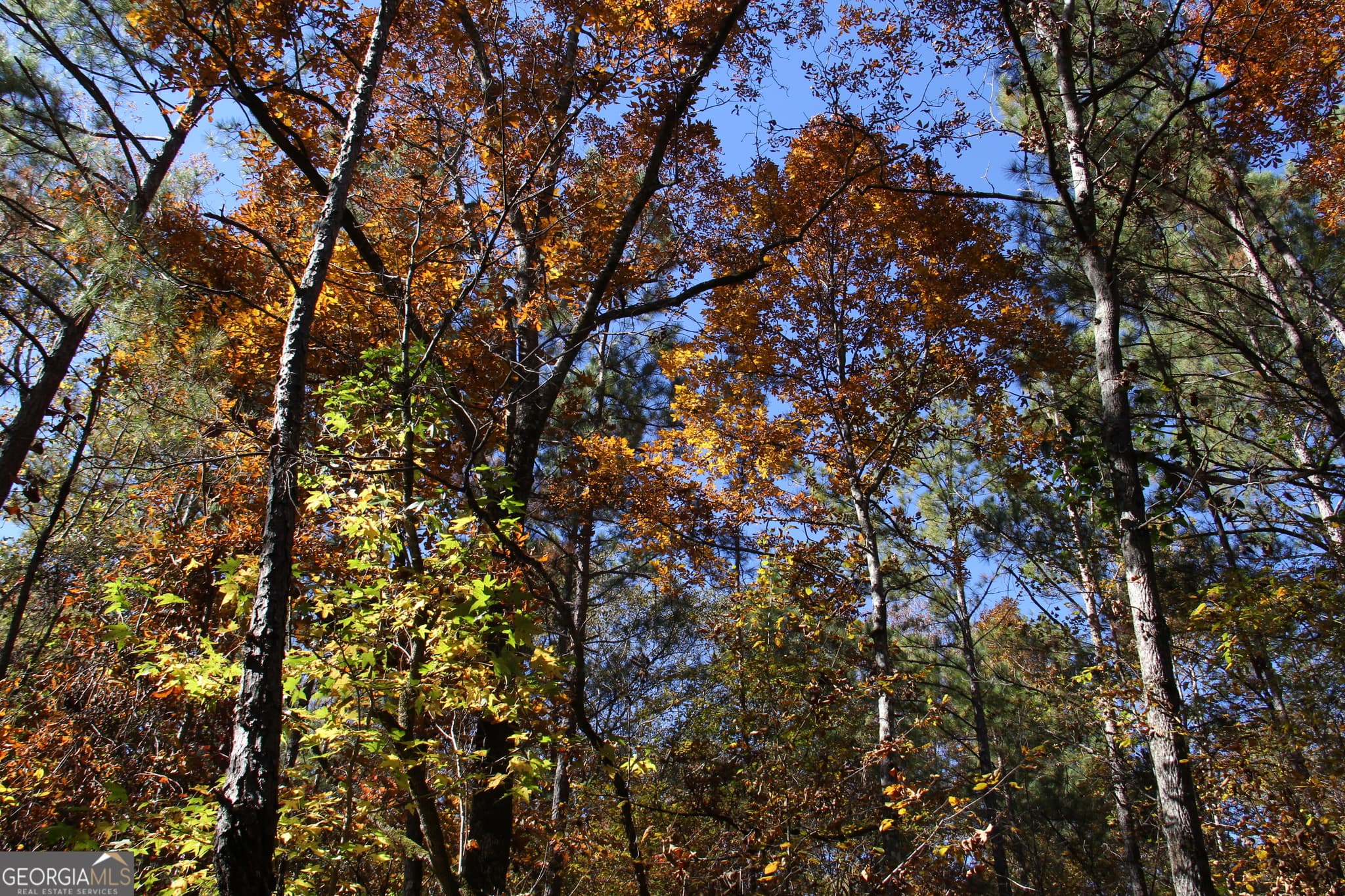 unimproved land for sale at 504 Jenkins Road, Forsyth, GA 31029 — photo 4