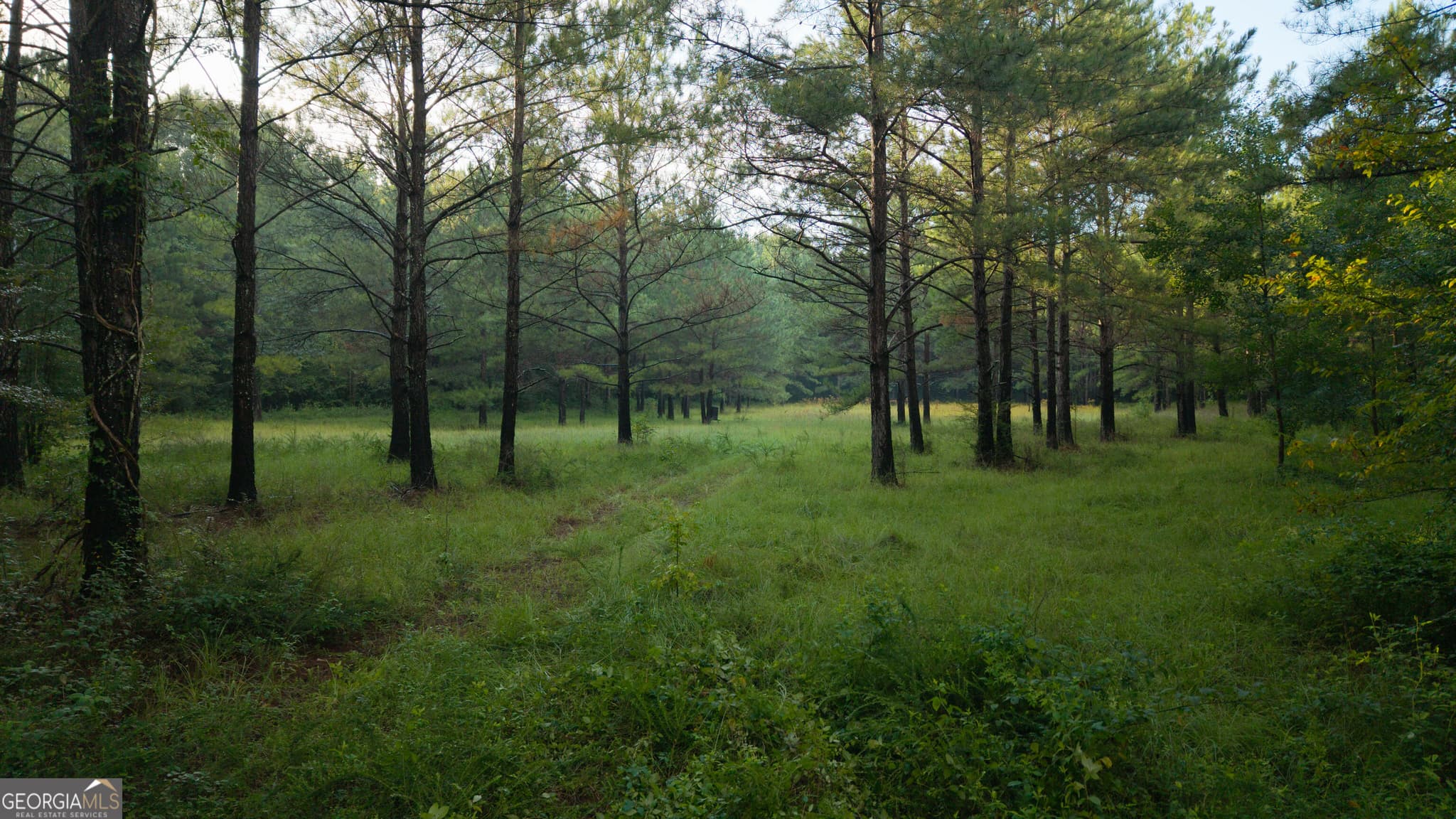 unimproved land for sale at 0 Chatham St Road, Montezuma, GA 31063 — photo 7
