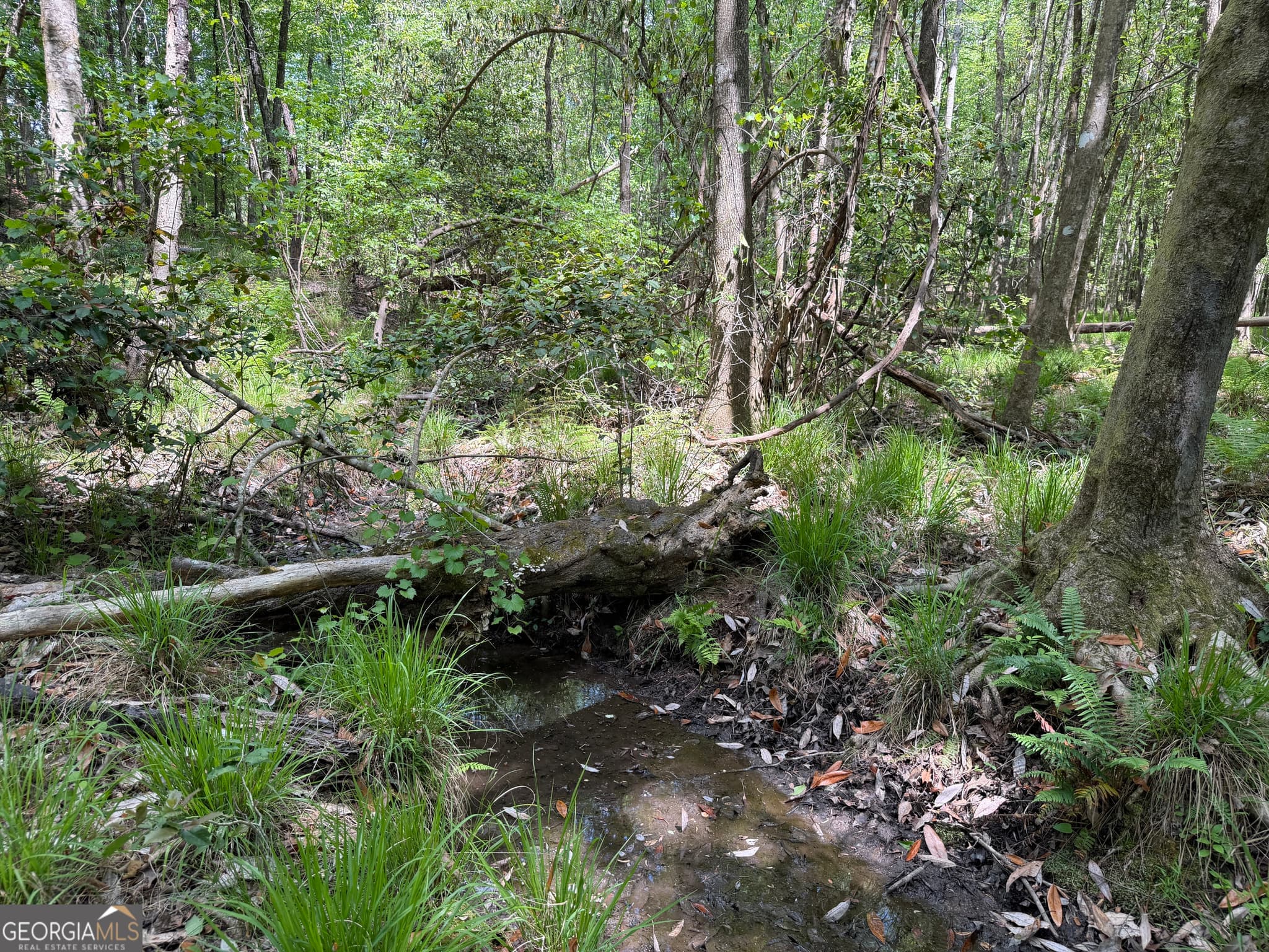 agriculture for sale at 005 George Milling Road, Cuthbert, GA 39840 — photo 7