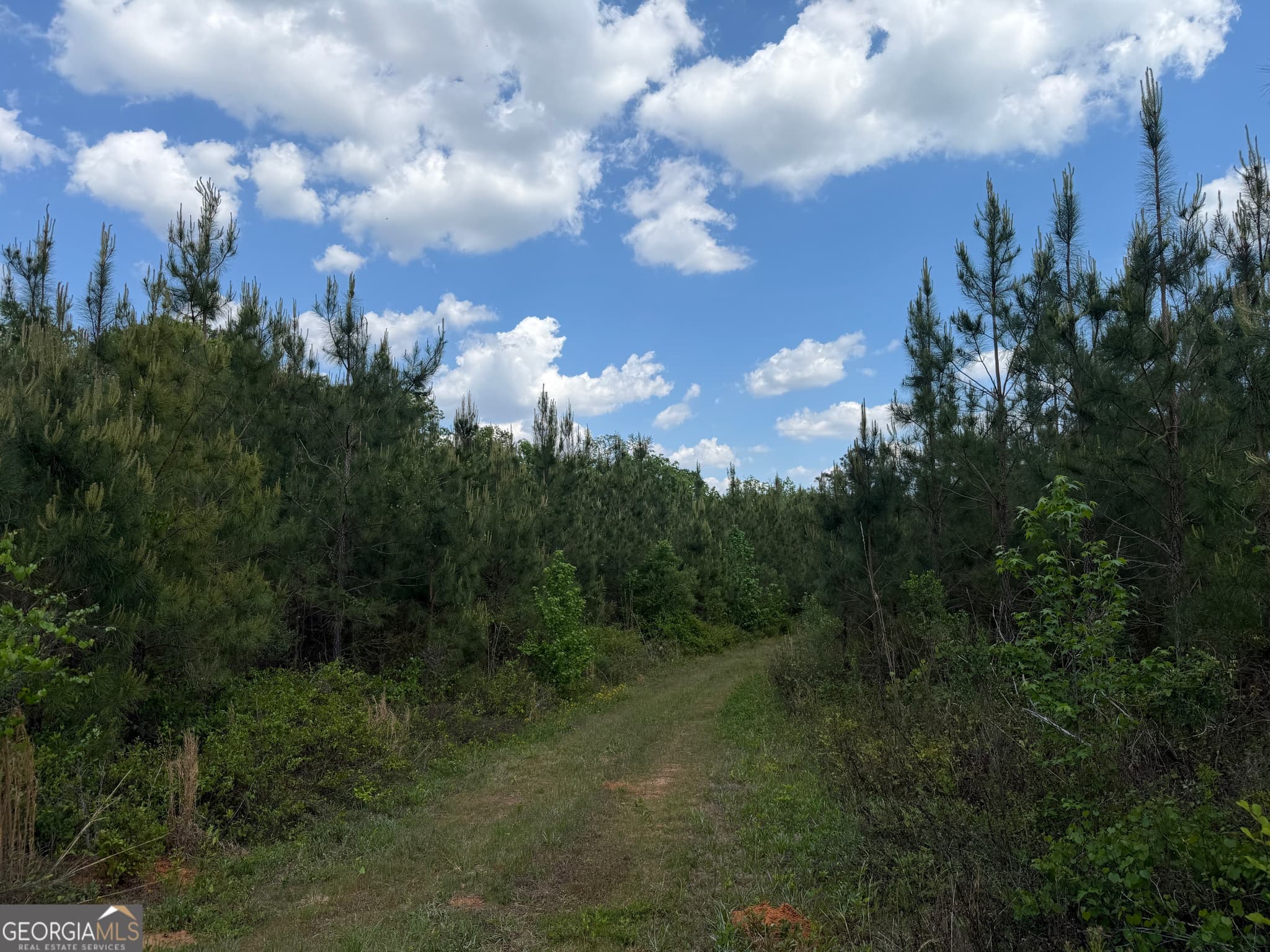 agriculture for sale at 005 George Milling Road, Cuthbert, GA 39840 — photo 3