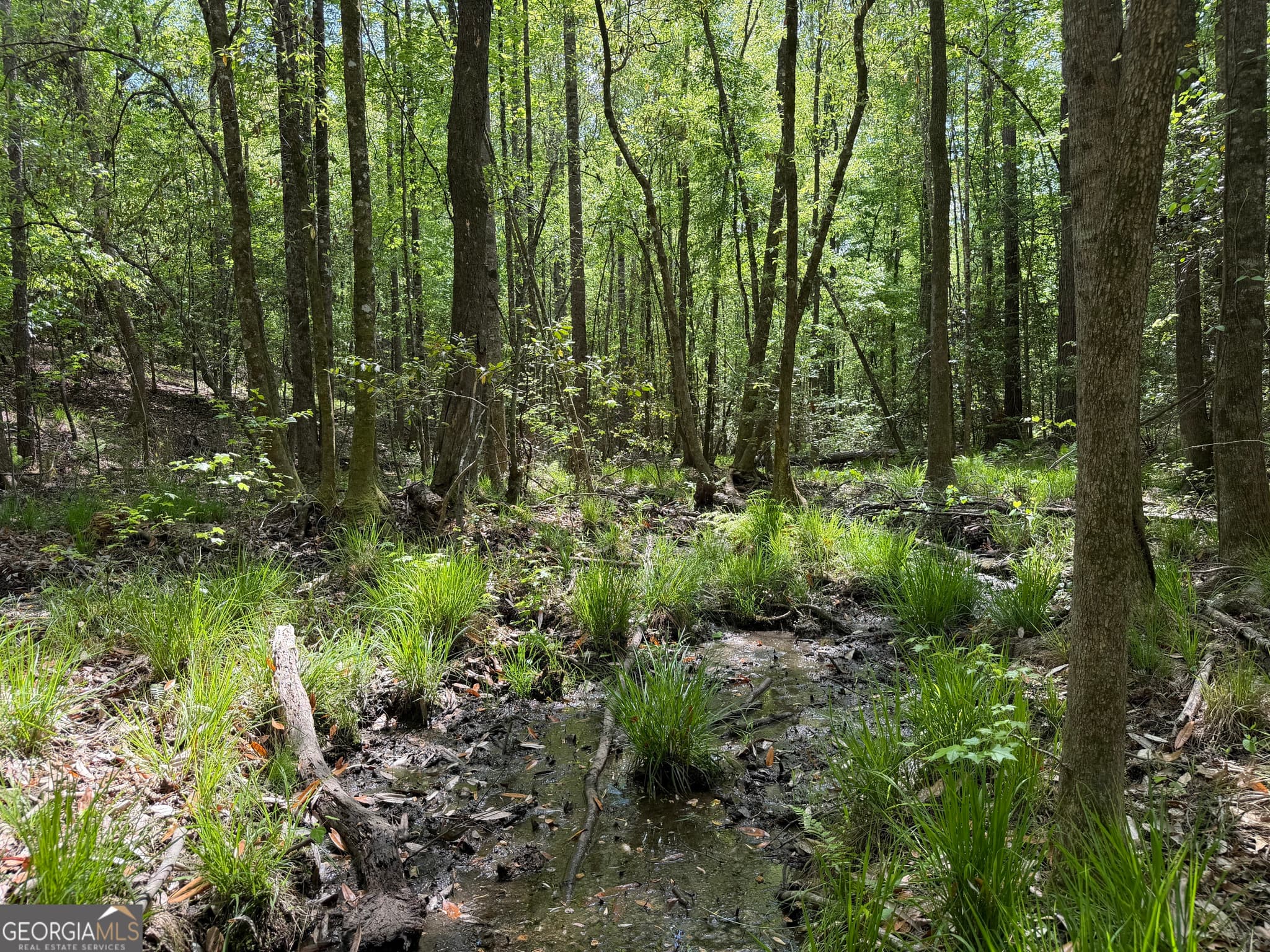 agriculture for sale at 005 George Milling Road, Cuthbert, GA 39840 — photo 5