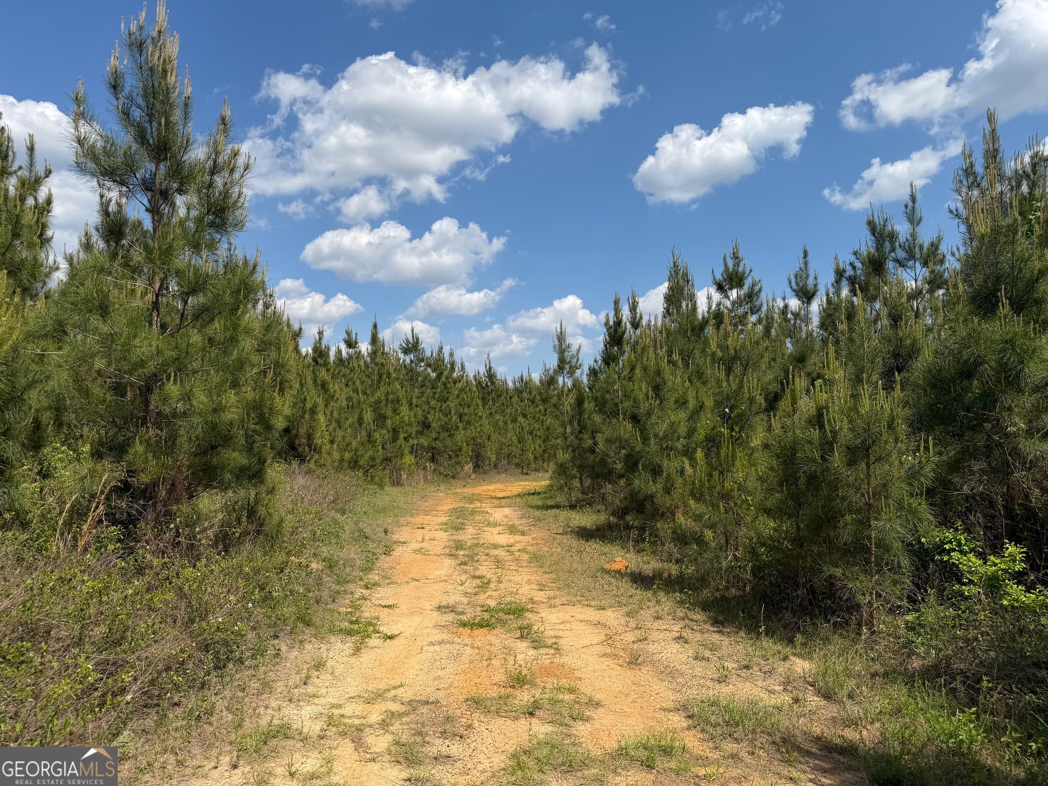 agriculture for sale at 005 George Milling Road, Cuthbert, GA 39840 — photo 9
