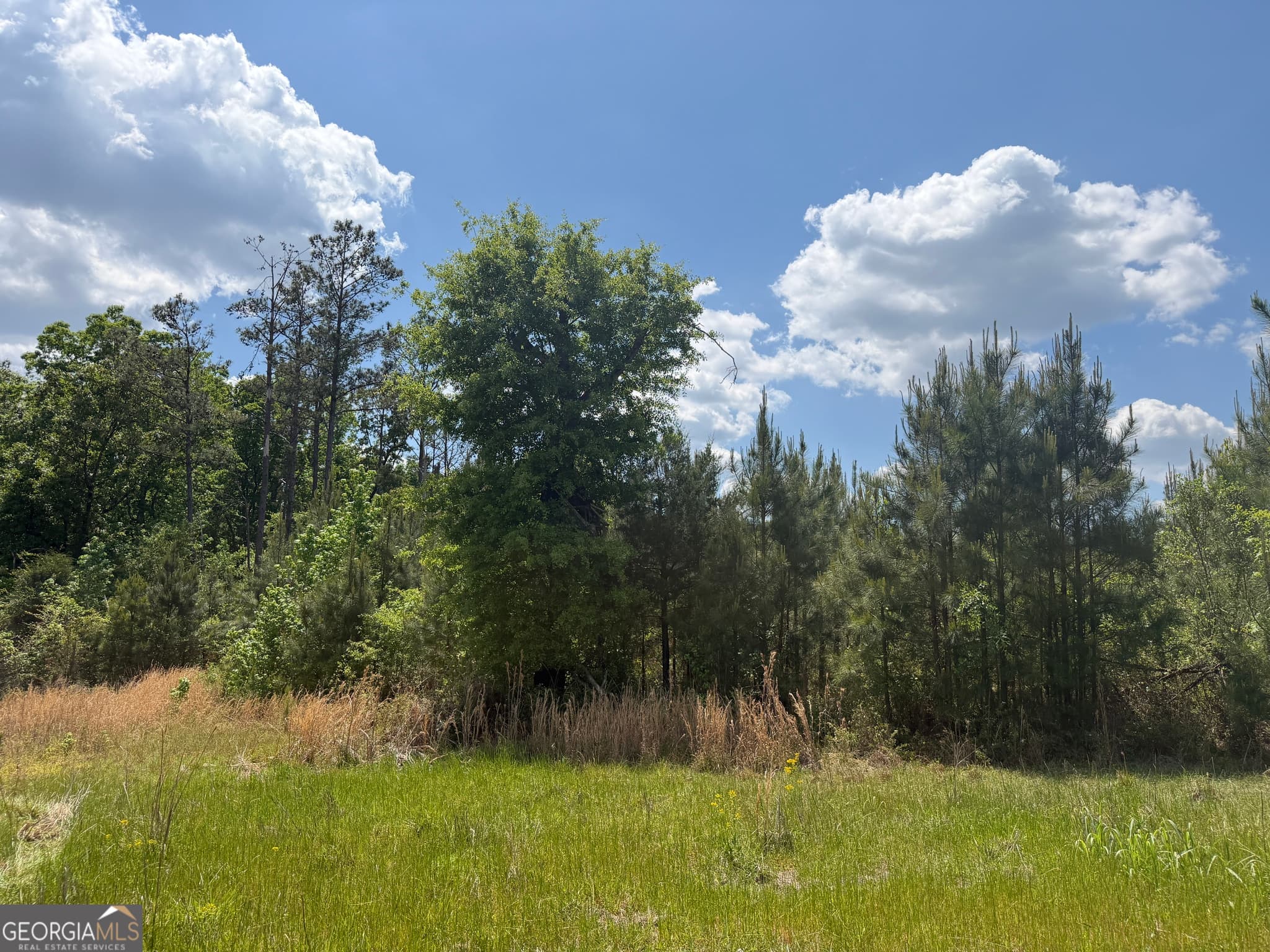 agriculture for sale at 005 George Milling Road, Cuthbert, GA 39840 — photo 4