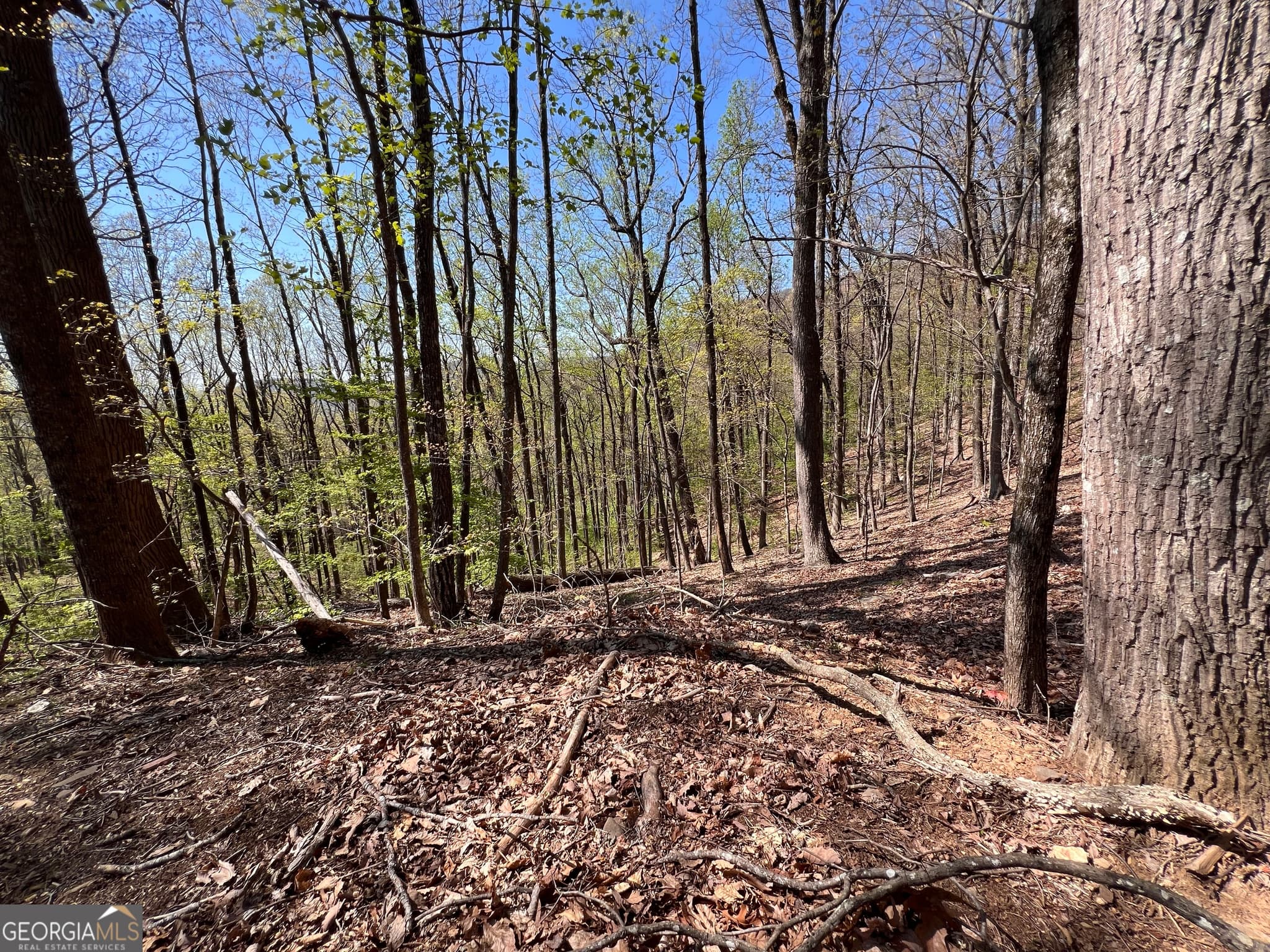 residential lot for sale at 4546 Sassafras Court 4546, Jasper, GA 30143 — photo 6