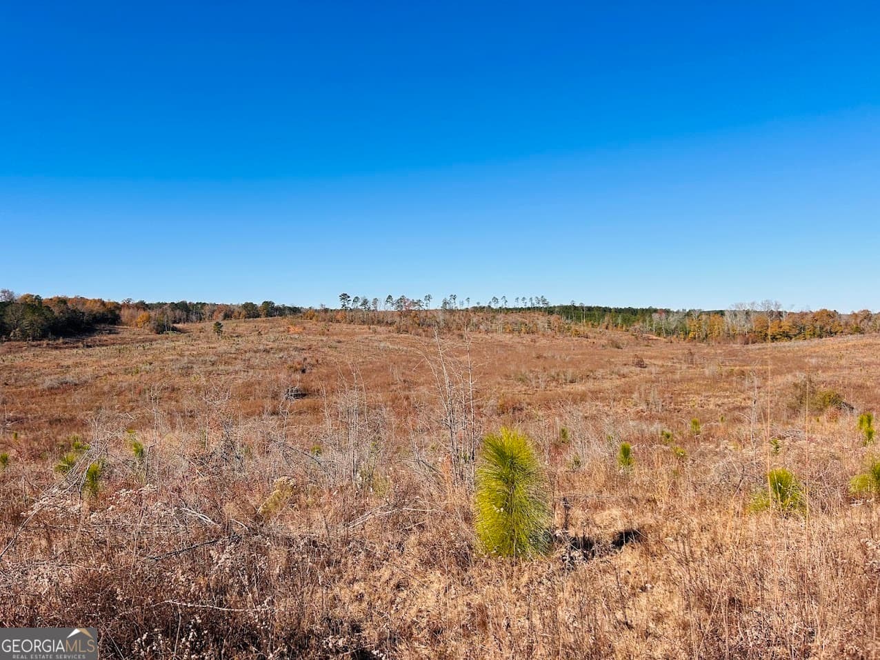 agriculture under contract at 0 Jaye Road, Rupert, GA 31081 — photo 4