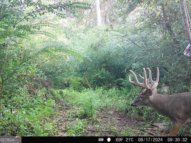 unimproved land for sale at 0 Seven Islands Road, Madison, GA 30650 — photo 6