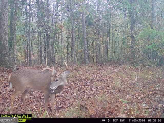 unimproved land for sale at 0 Seven Islands Road, Madison, GA 30650 — photo 7