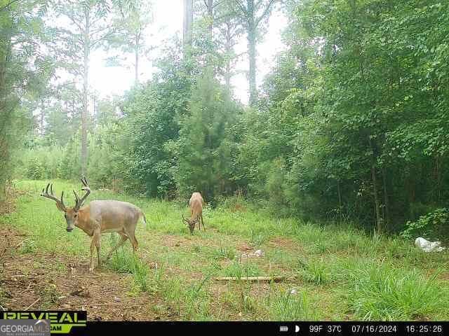 unimproved land for sale at 0 Seven Islands Road, Madison, GA 30650 — photo 1 of 60