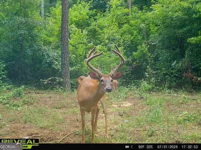 unimproved land for sale at 0 Seven Islands Road, Madison, GA 30650 — photo 9