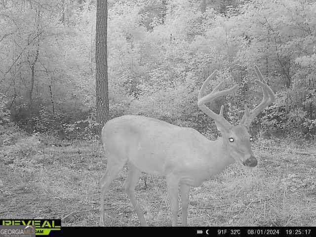 unimproved land for sale at 0 Seven Islands Road, Madison, GA 30650 — photo 10