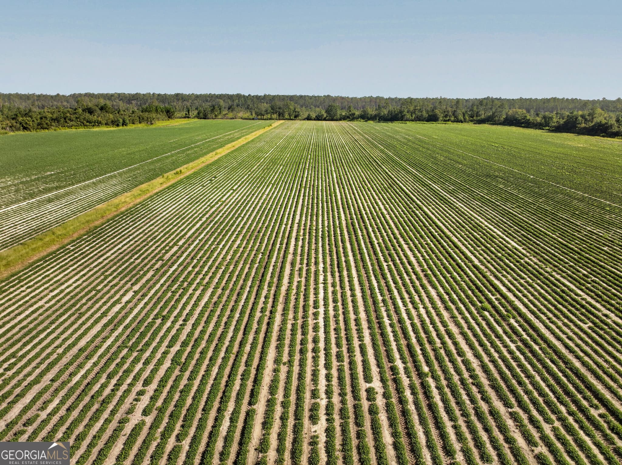 agriculture for sale at 301 Jerry Sutton Road, Alapaha, GA 31622 — photo 3