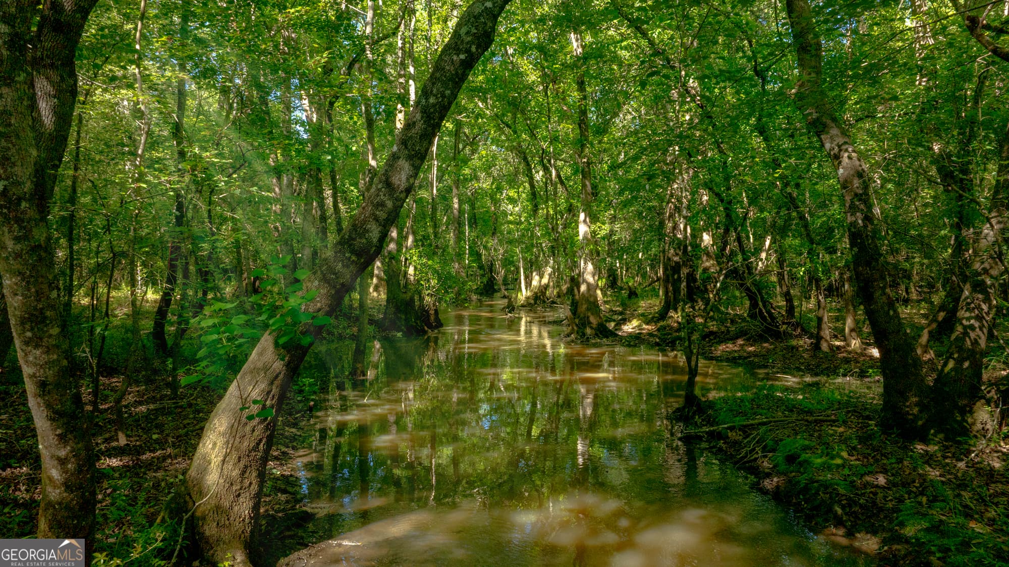 agriculture for sale at 0 Robinson Road, Baconton, GA 31716 — photo 5