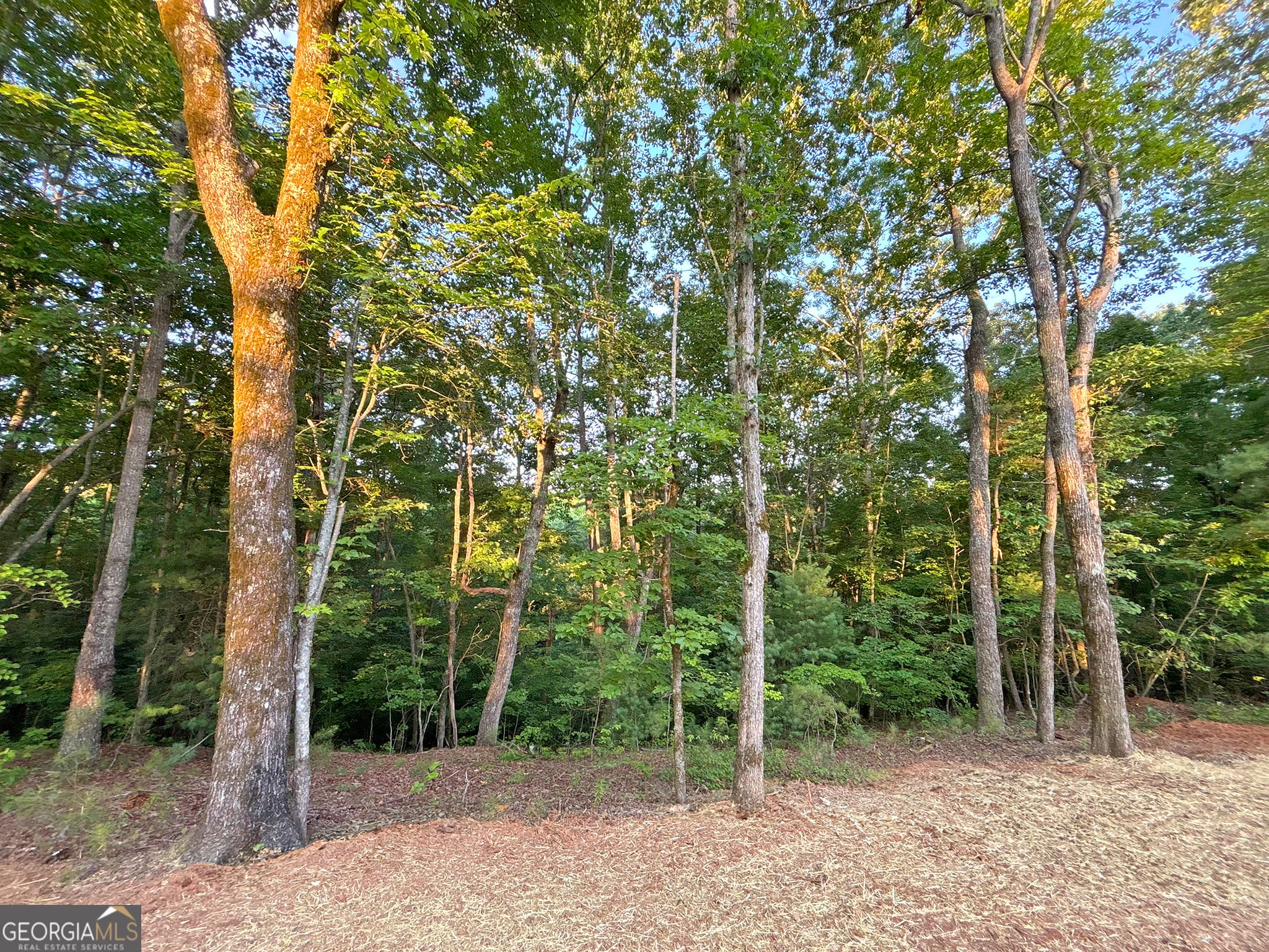 residential lot for sale at LOT 20 Mt Springer Road, Ellijay, GA 30540 — photo 9