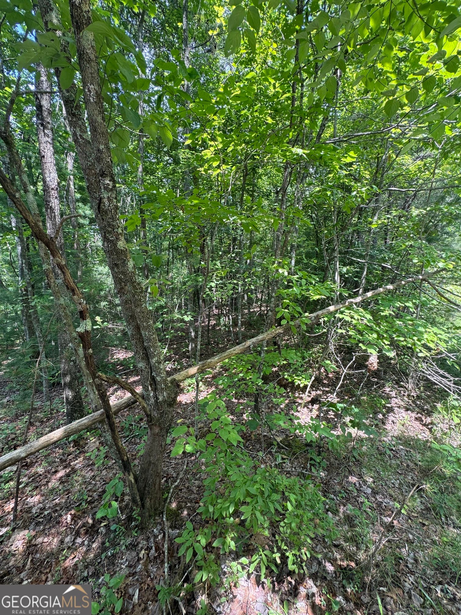 residential lot for sale at TR 3,4 Lakeland Drive, Ellijay, GA 30540 — photo 3