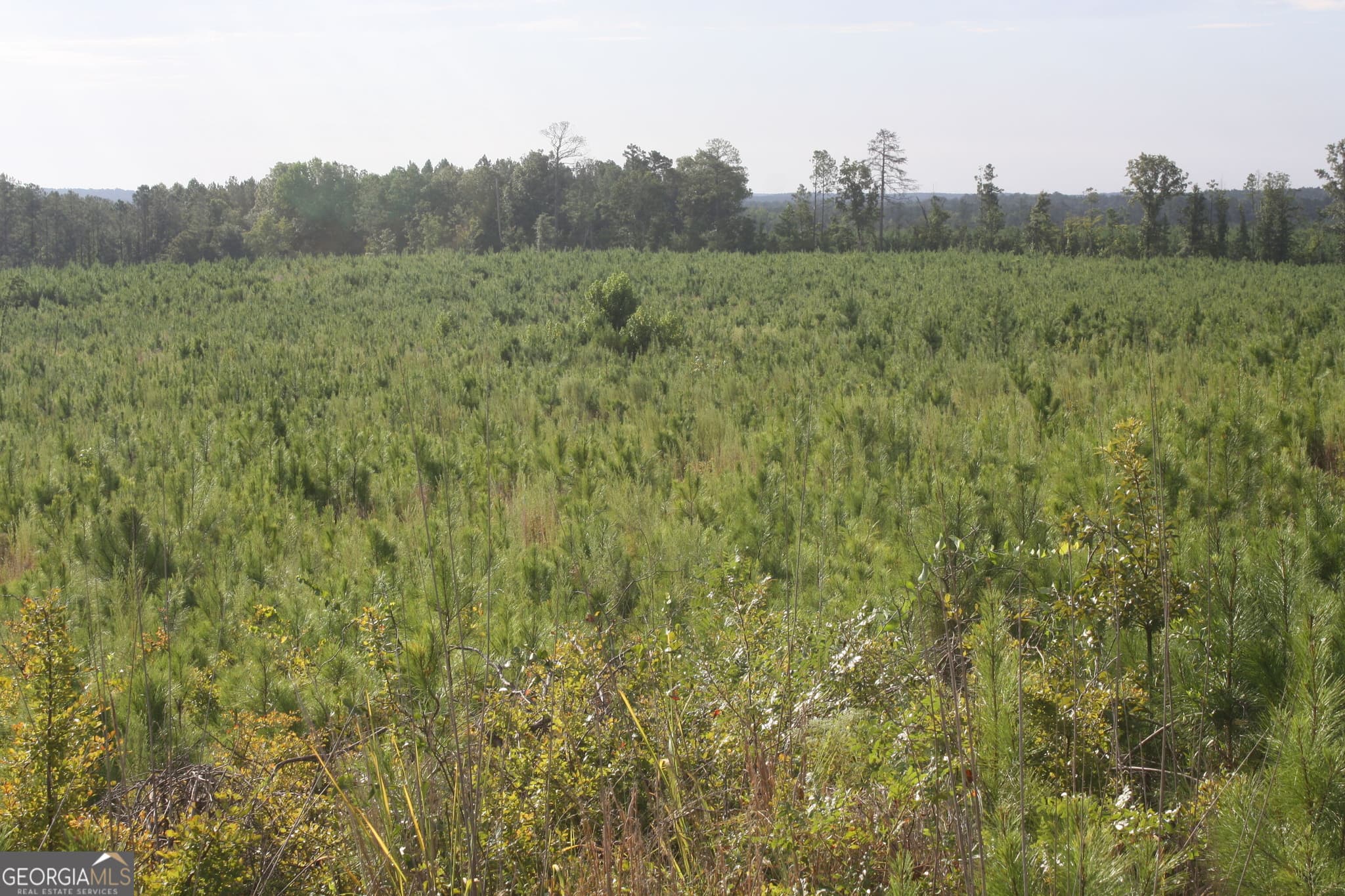 unimproved land for sale at 0 Balerma Church Road TRACT 2, Sparta, GA 31087 — photo 4