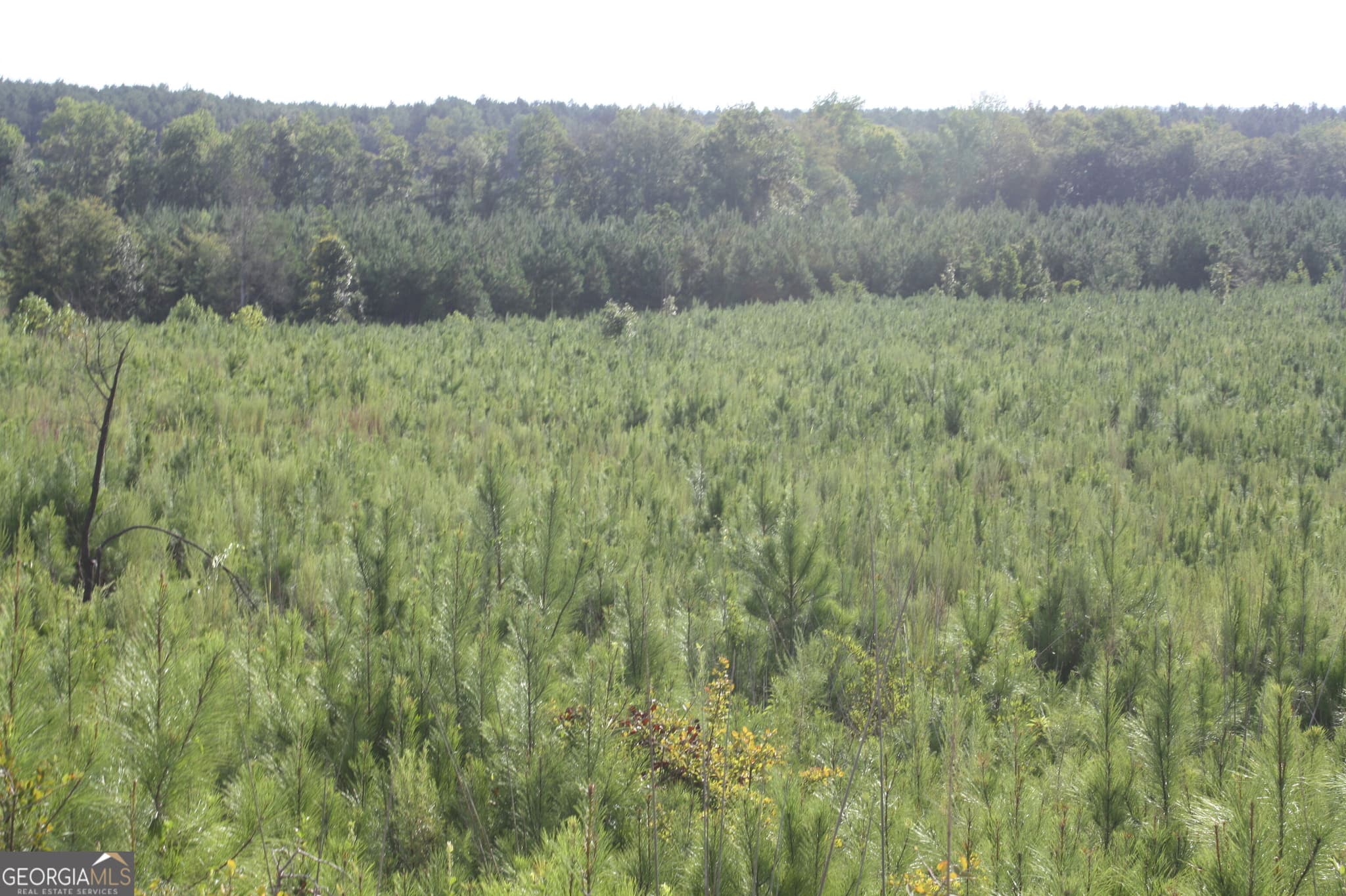 unimproved land for sale at 0 Balerma Church Road TRACT 2, Sparta, GA 31087 — photo 8