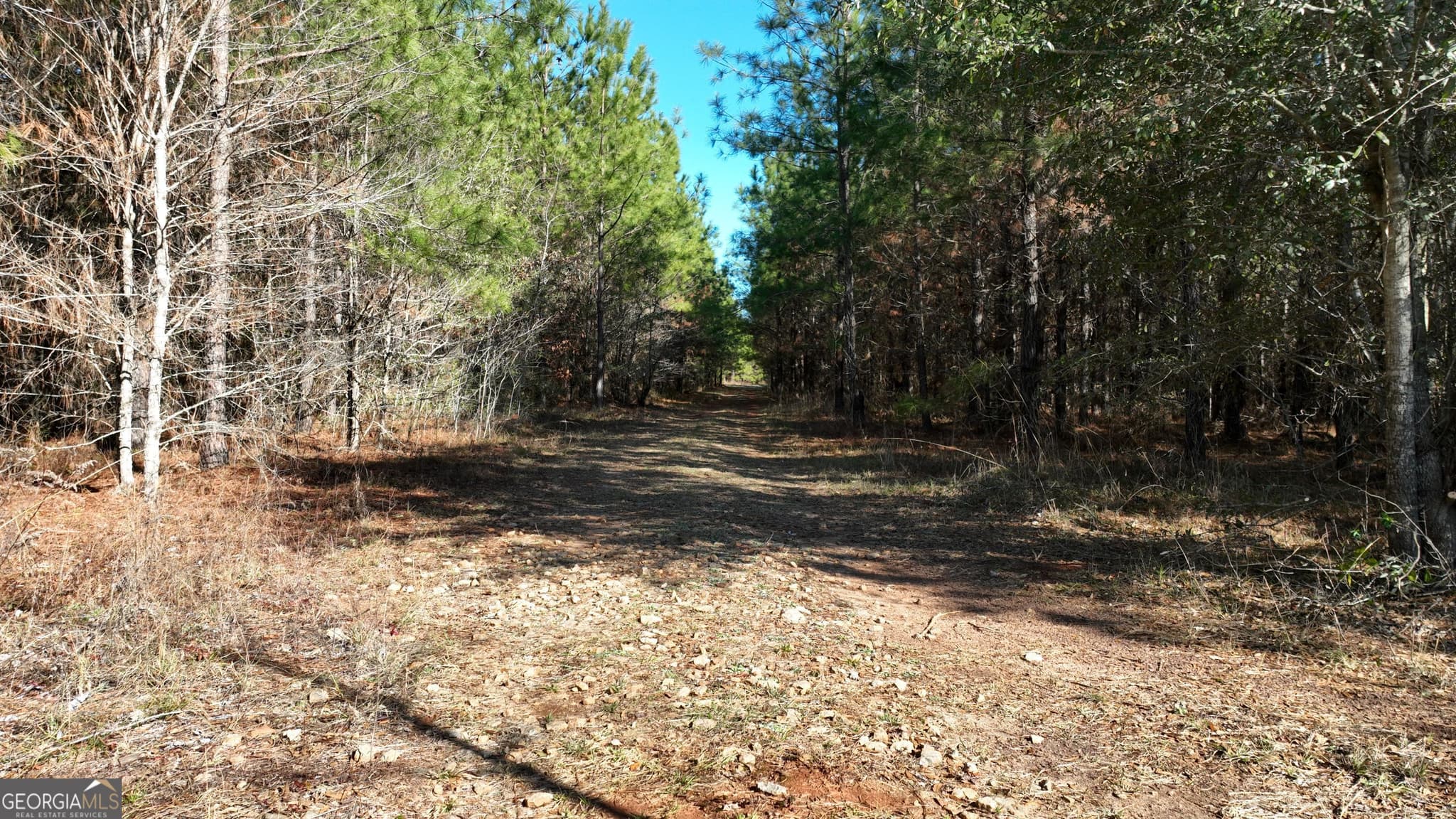 agriculture for sale at 0 Belmont Road, Louisville, GA 30434 — photo 6
