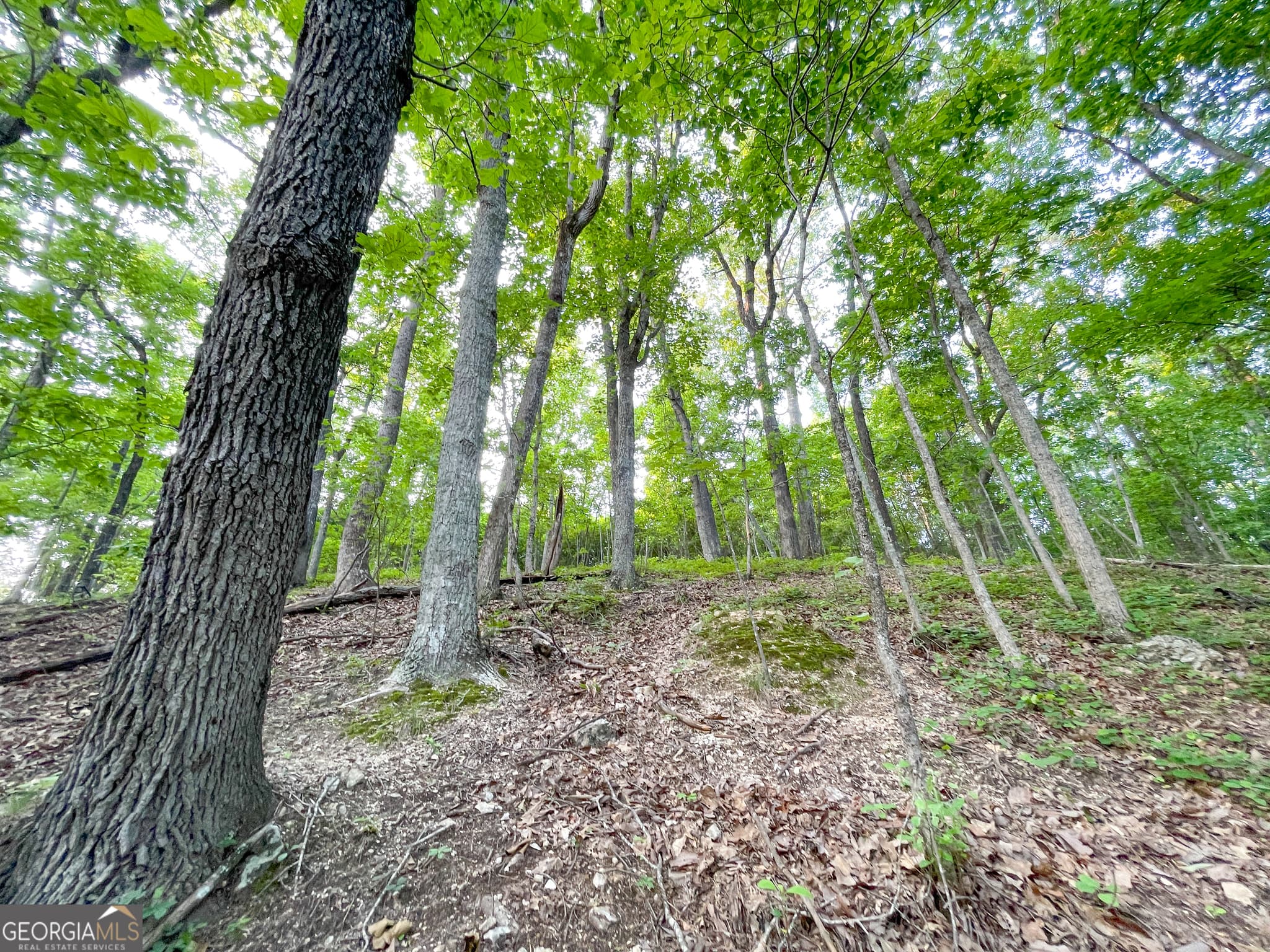 unimproved land for sale at 0 Yarborough Road, Summerville, GA 30747 — photo 6