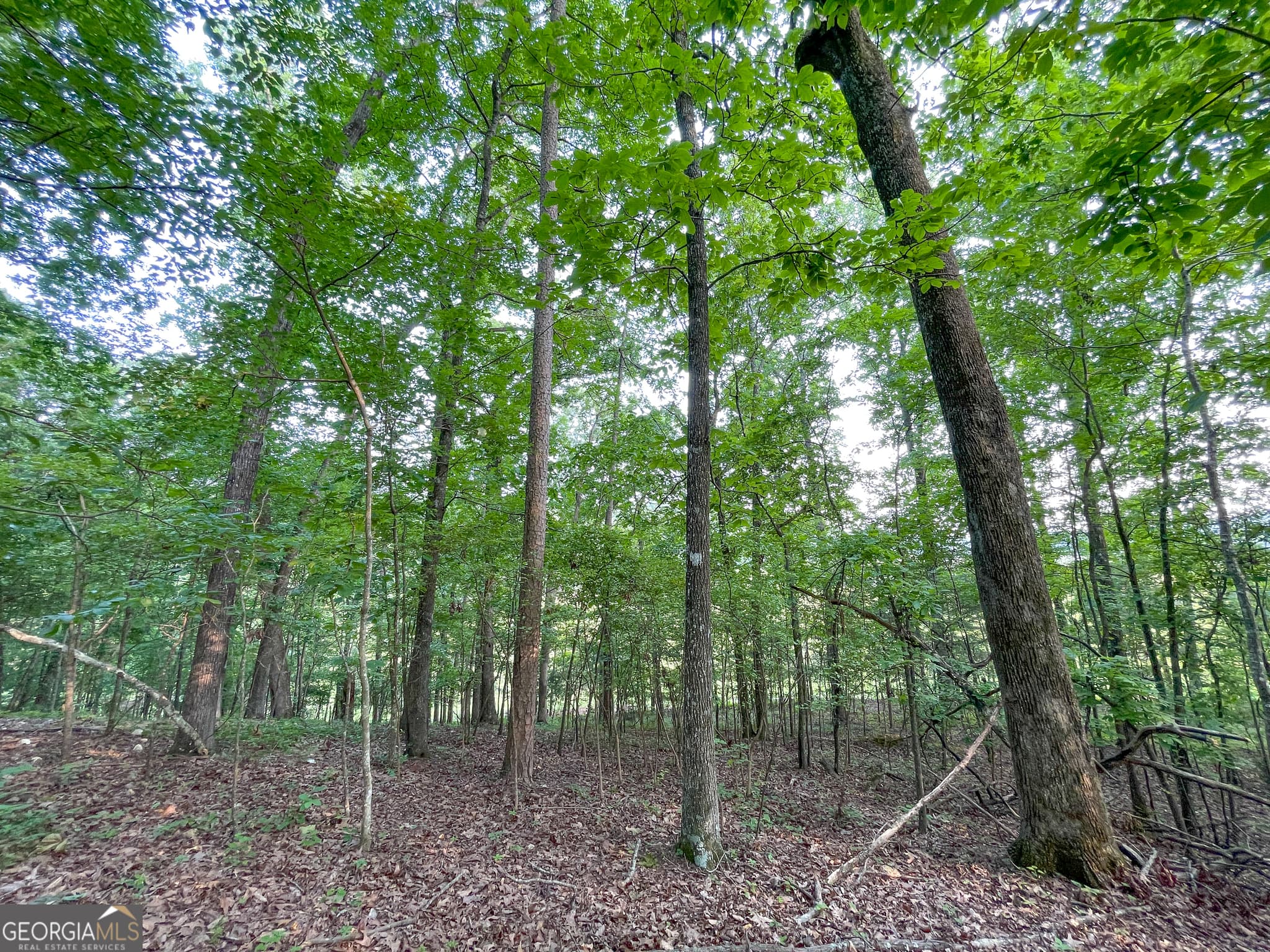 unimproved land for sale at 0 Yarborough Road, Summerville, GA 30747 — photo 4