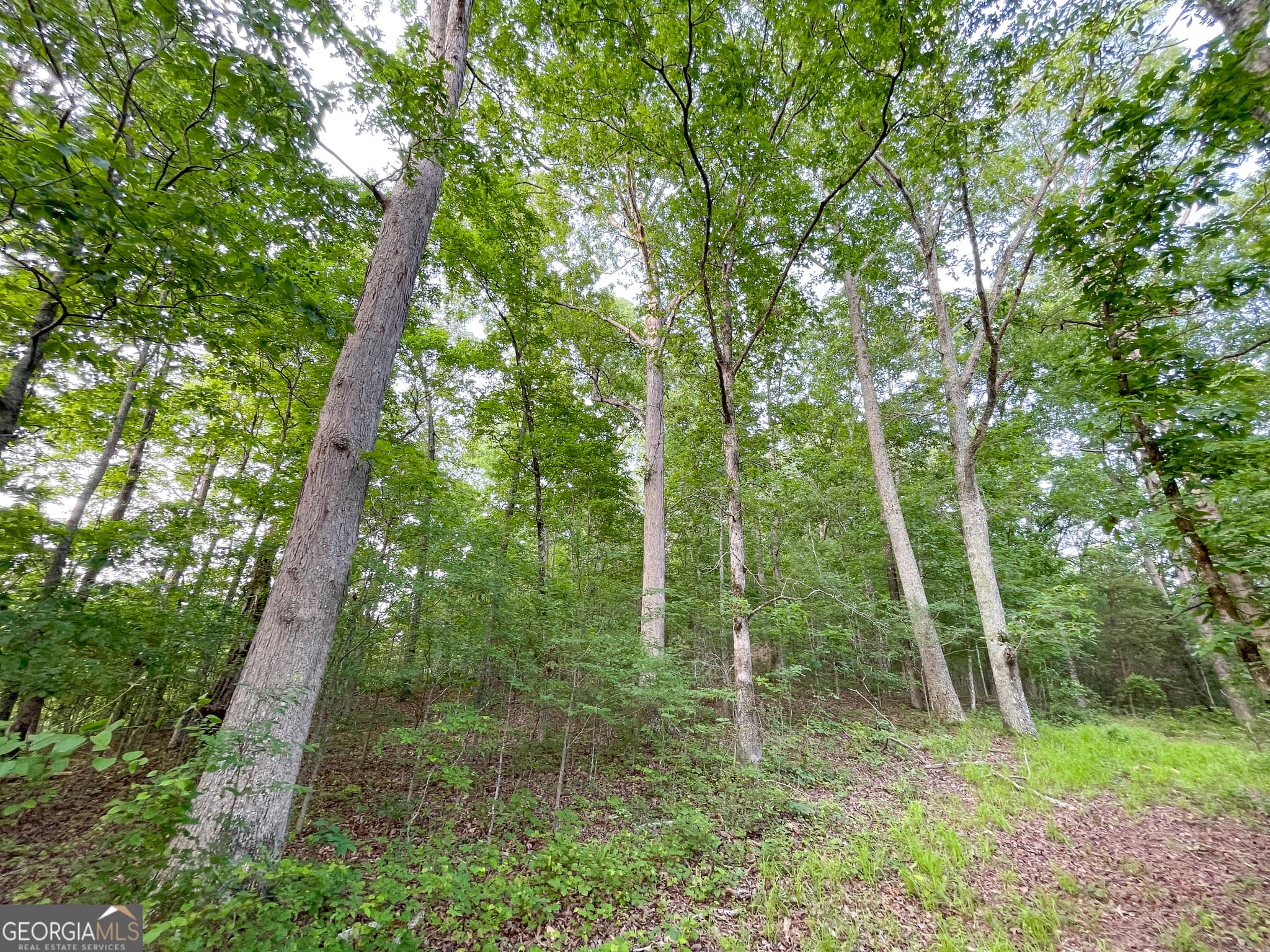 unimproved land for sale at 0 Yarborough Road, Summerville, GA 30747 — photo 8