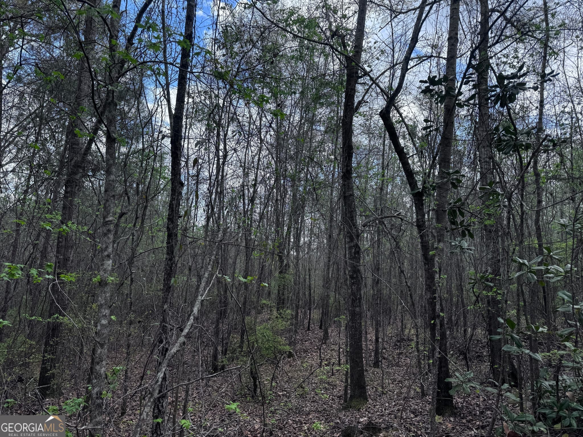 unimproved land for sale at 31+/- AC Highway 26, Buena Vista, GA 31803 — photo 6