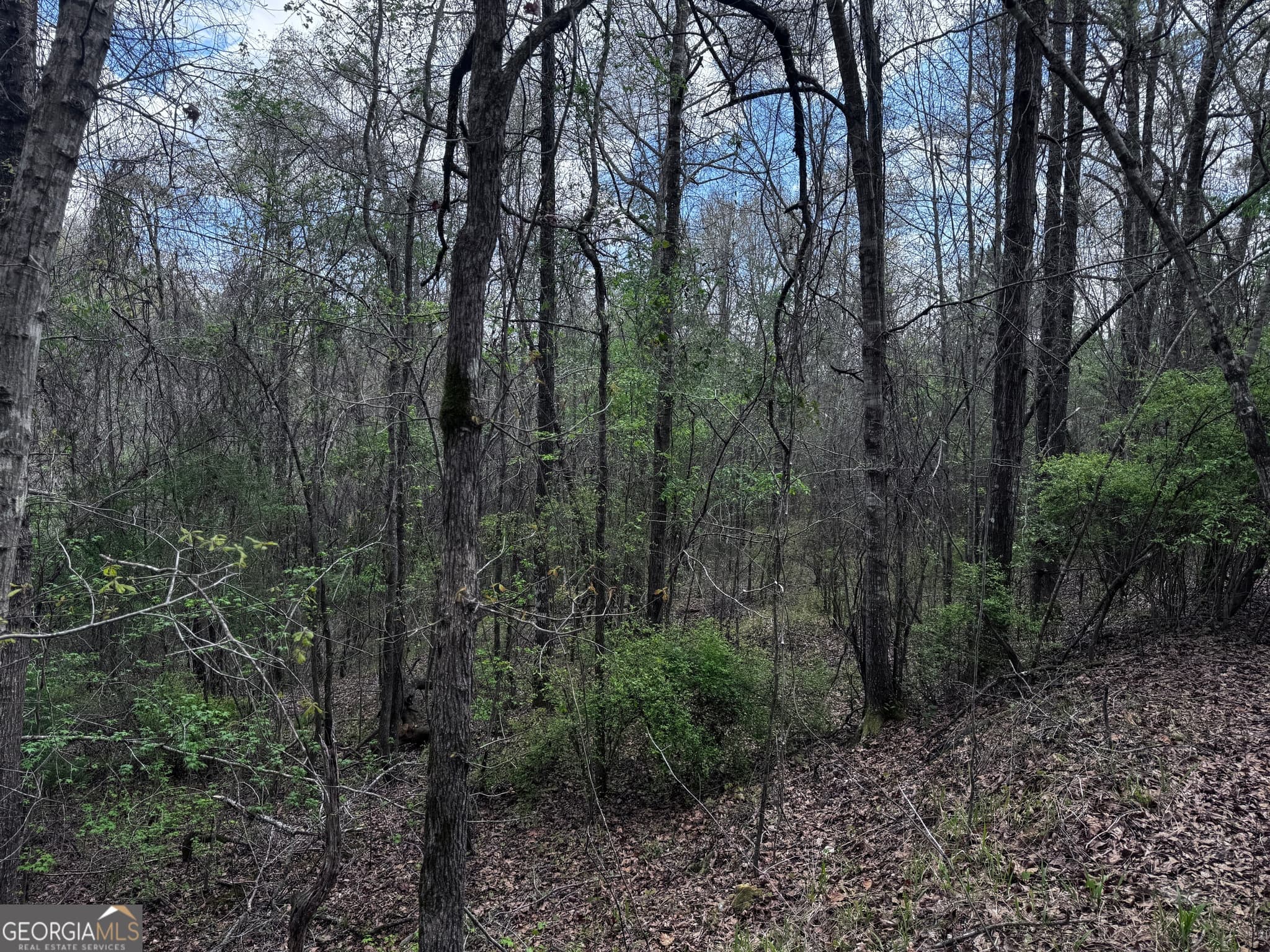 unimproved land for sale at 31+/- AC Highway 26, Buena Vista, GA 31803 — photo 5
