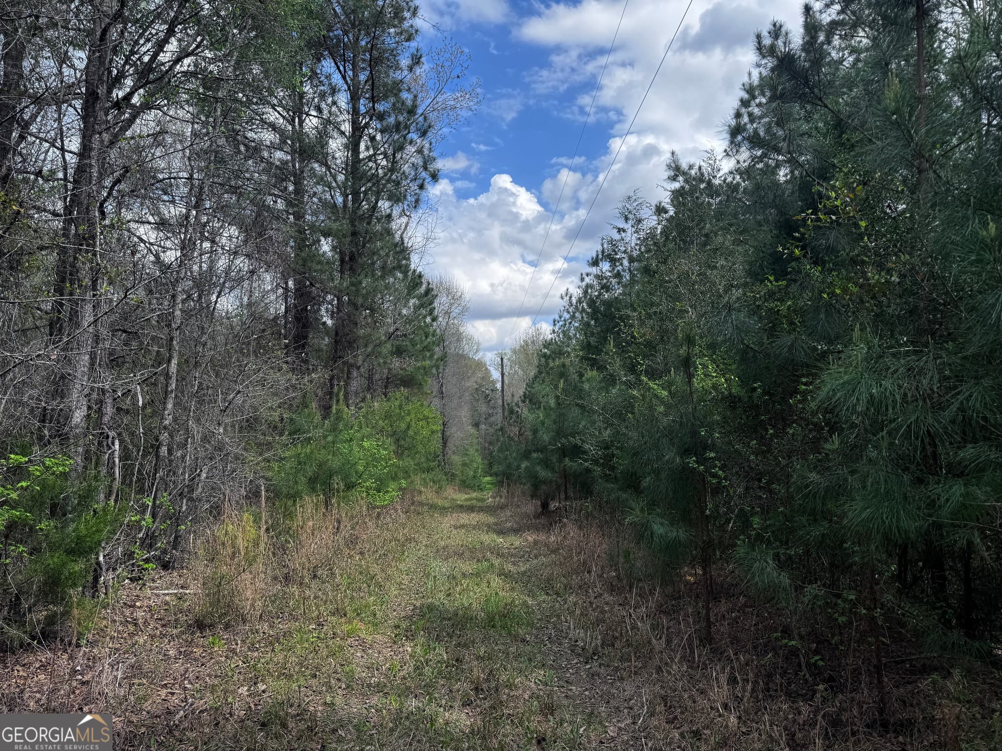 unimproved land for sale at 31+/- AC Highway 26, Buena Vista, GA 31803 — photo 4