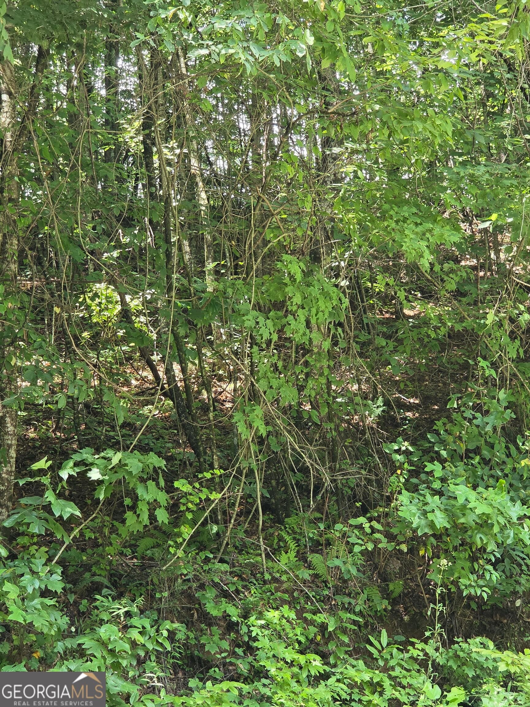 agriculture for sale at 0 Chopped Oak, Ellijay, GA 30540 — photo 5