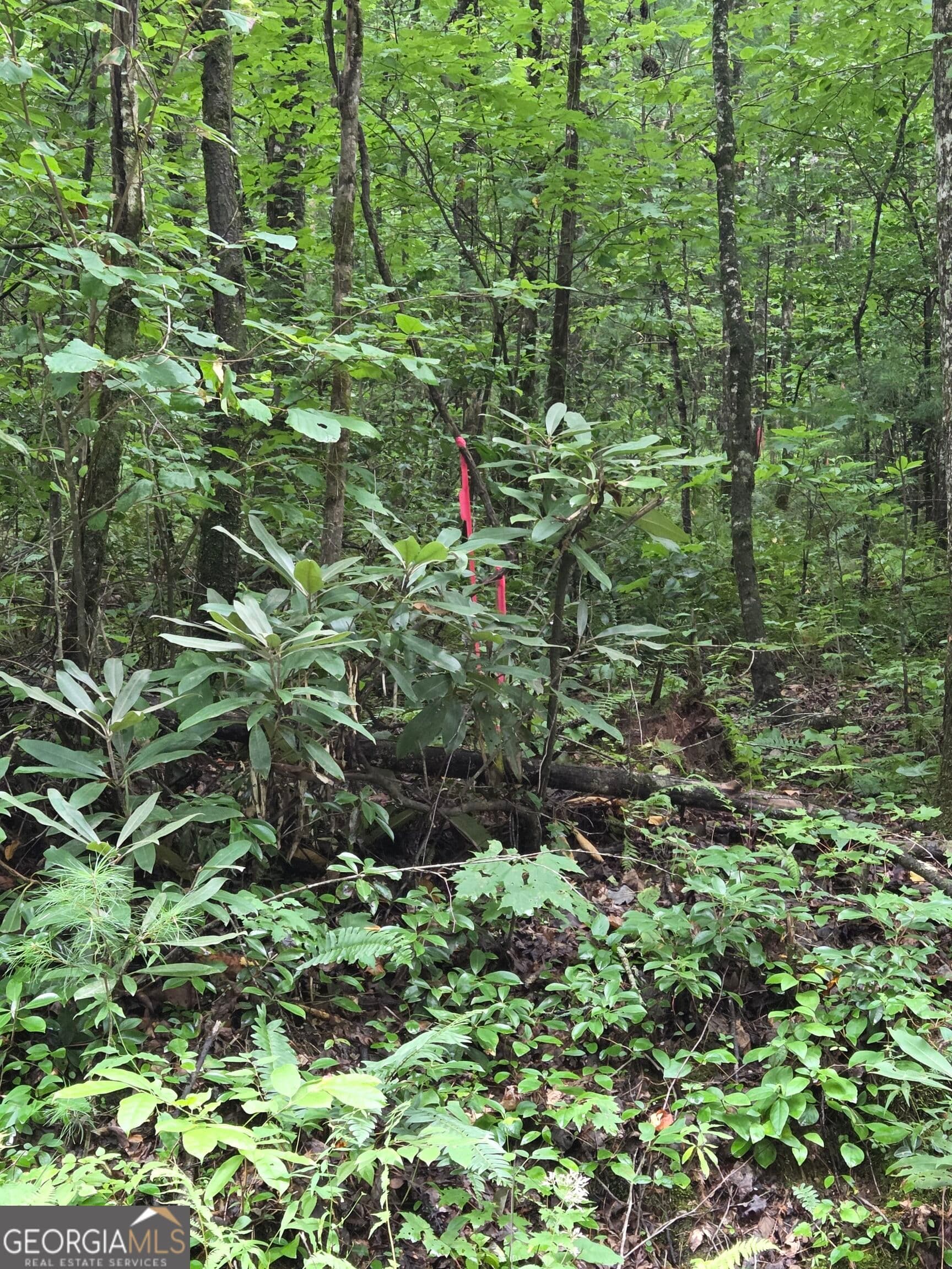 agriculture for sale at 0 Chopped Oak, Ellijay, GA 30540 — photo 9