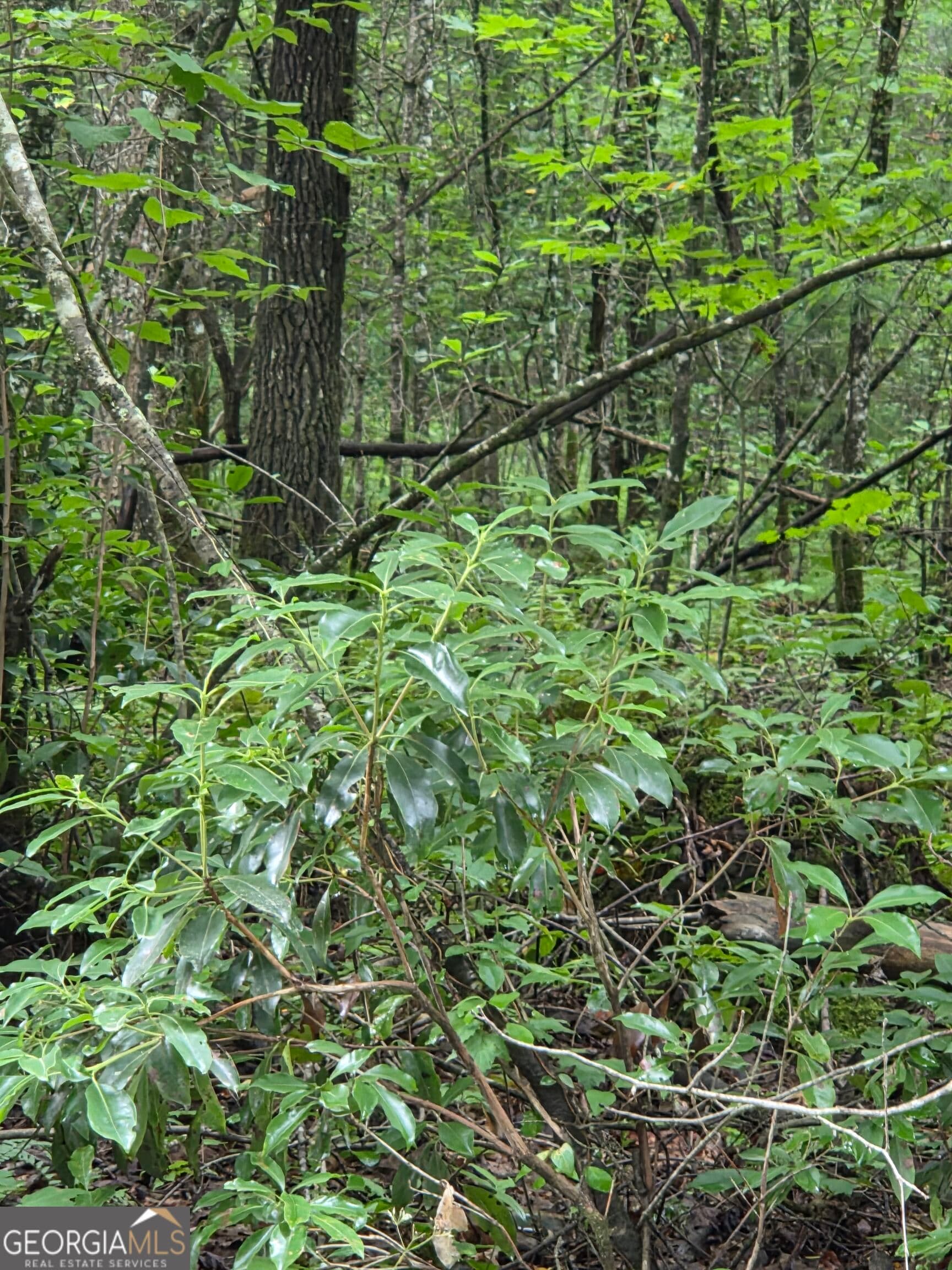 agriculture for sale at 0 Chopped Oak, Ellijay, GA 30540 — photo 10