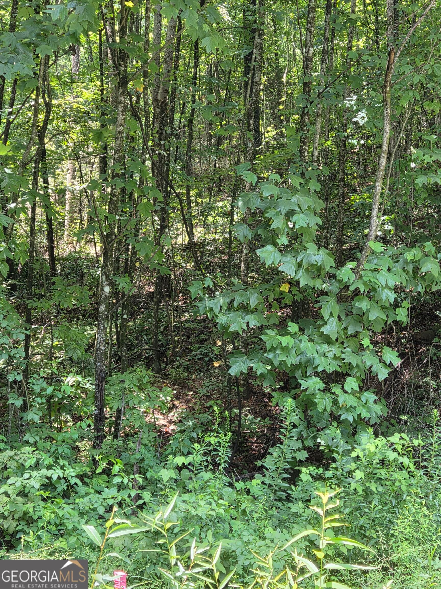 agriculture for sale at 0 Chopped Oak, Ellijay, GA 30540 — photo 4