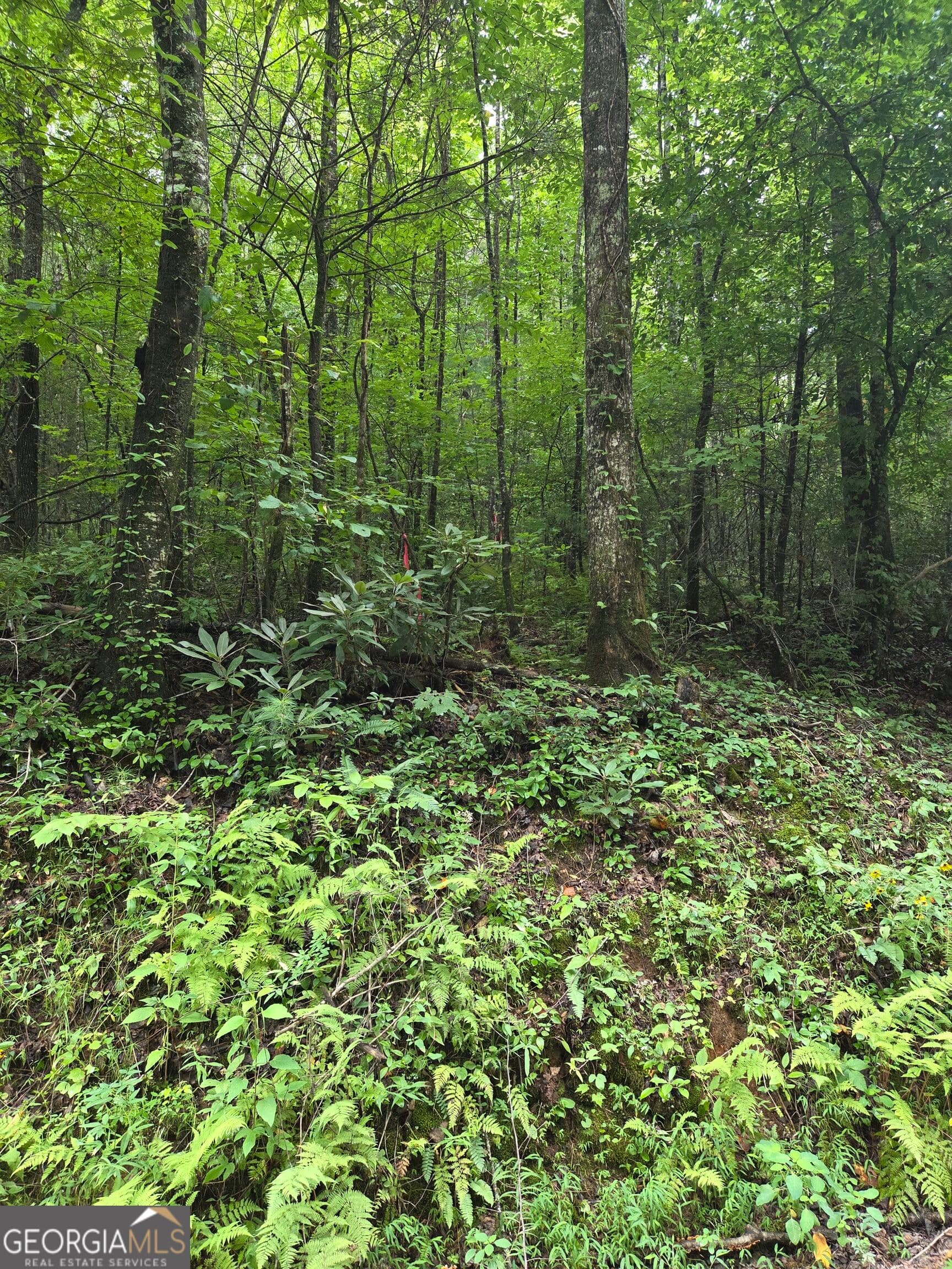 agriculture for sale at 0 Chopped Oak, Ellijay, GA 30540 — photo 8