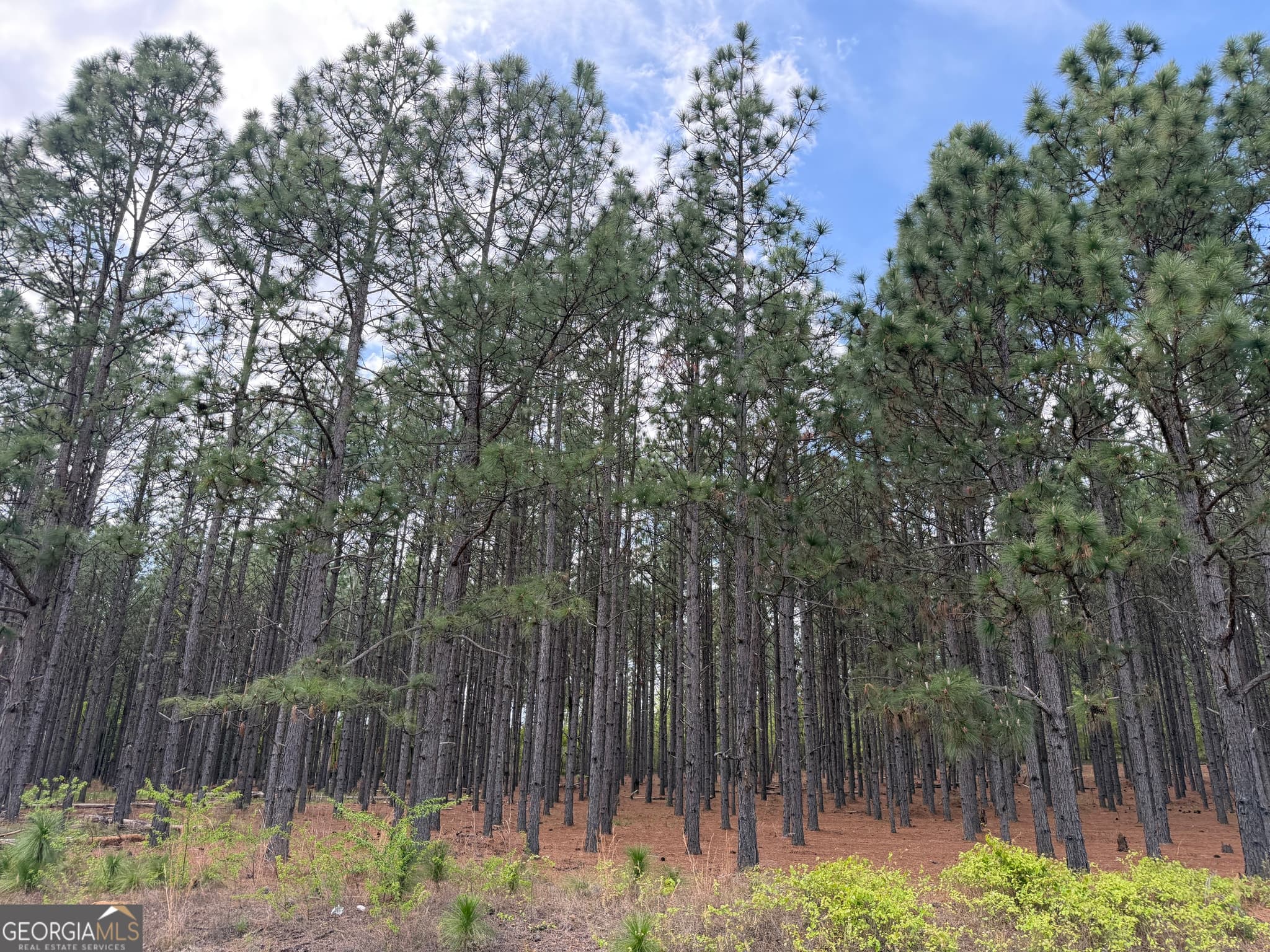 agriculture for sale at 09 Barge Road, Lumpkin, GA 31815 — photo 2