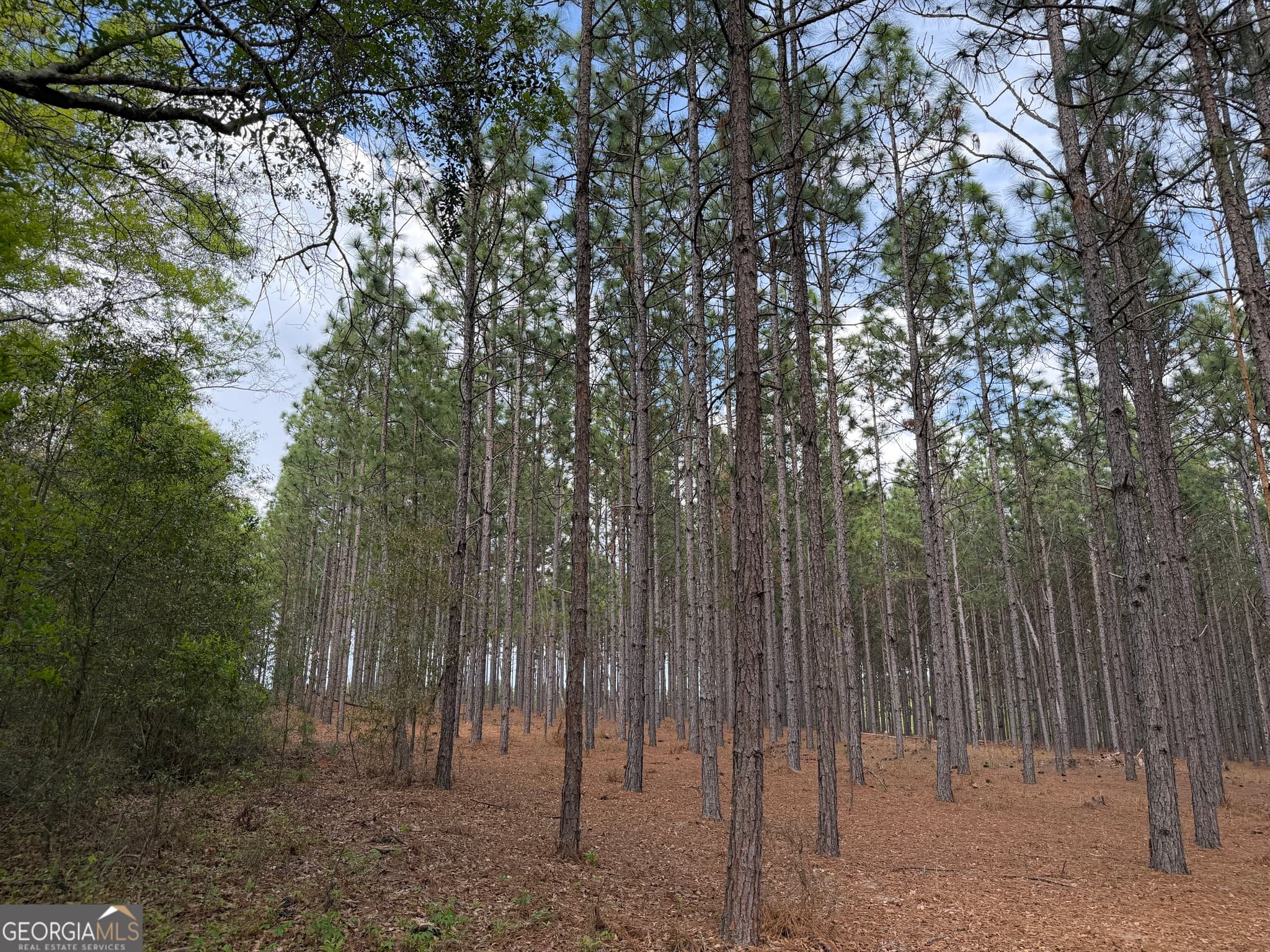 agriculture for sale at 09 Barge Road, Lumpkin, GA 31815 — photo 6