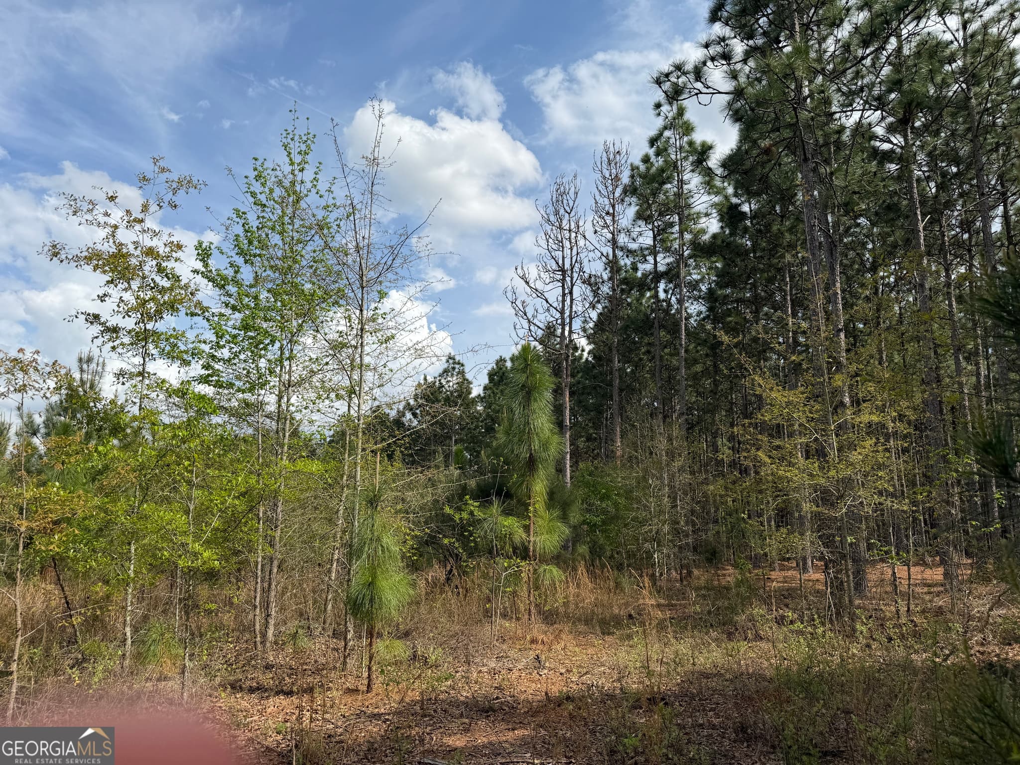 agriculture for sale at 09 Barge Road, Lumpkin, GA 31815 — photo 7