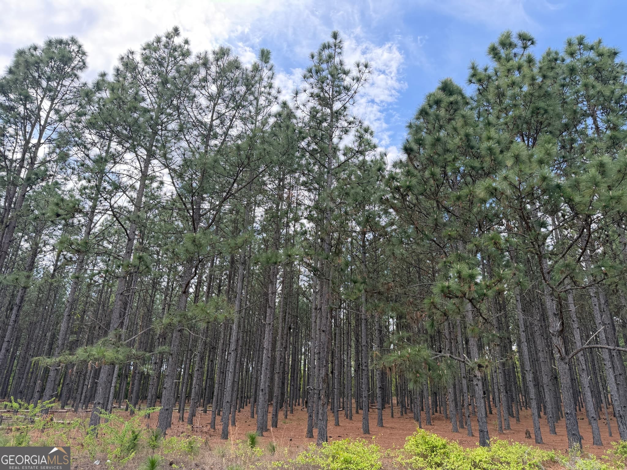 agriculture for sale at 09 Barge Road, Lumpkin, GA 31815 — photo 3