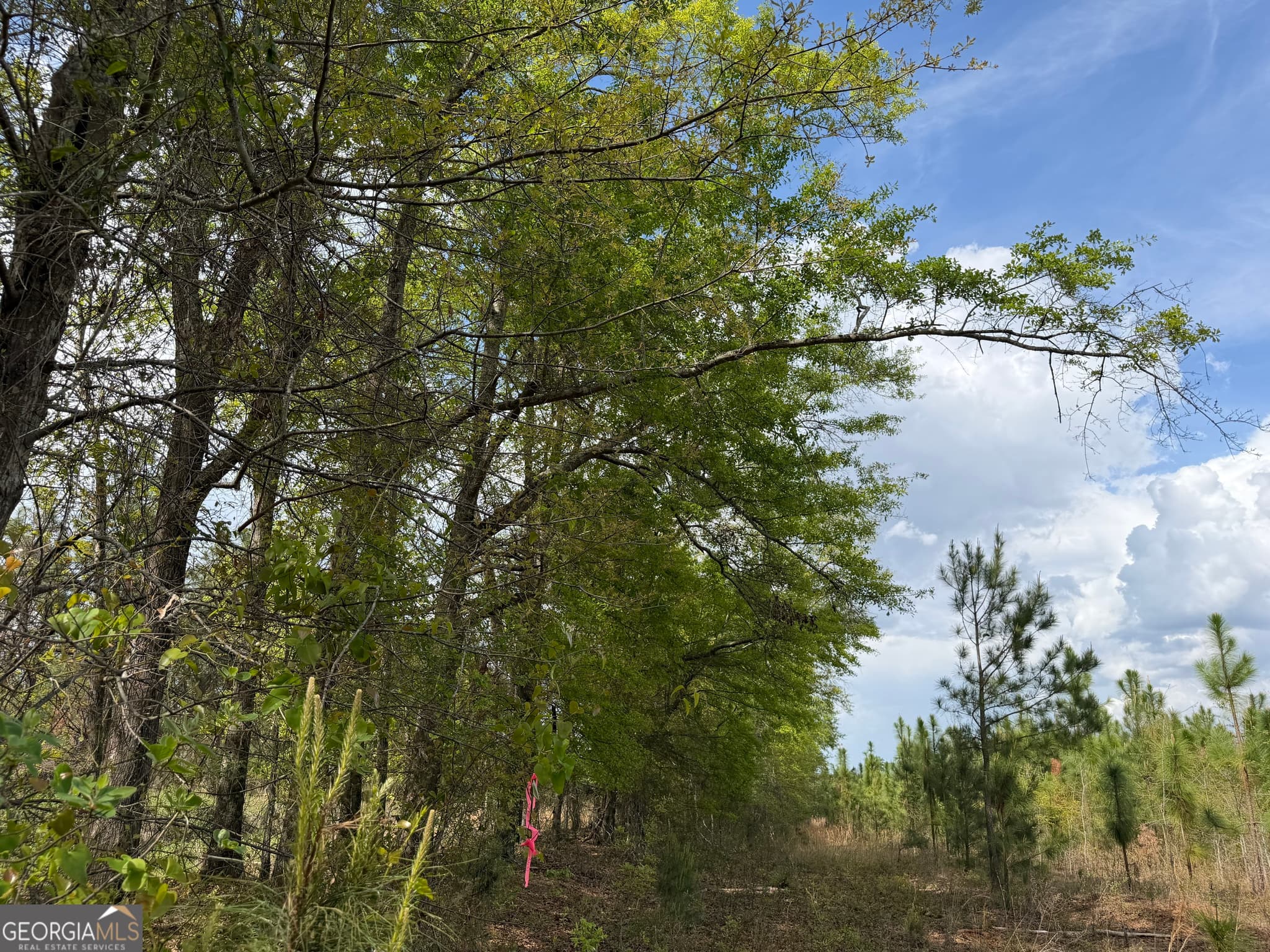 agriculture for sale at 09 Barge Road, Lumpkin, GA 31815 — photo 8