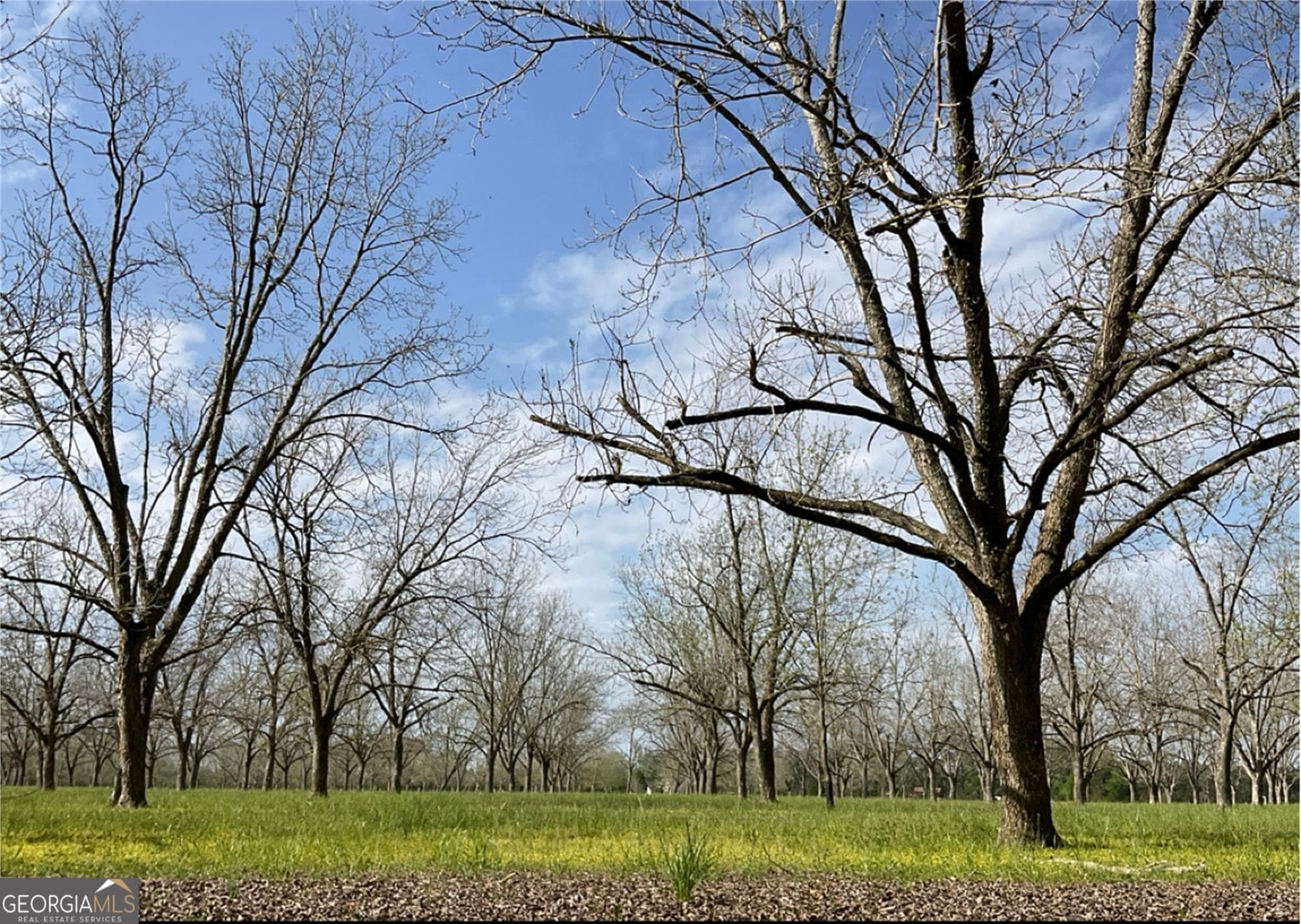 agriculture for sale at 2797 Lake Lannell Road, Odum, GA 31555 — photo 1 of 1