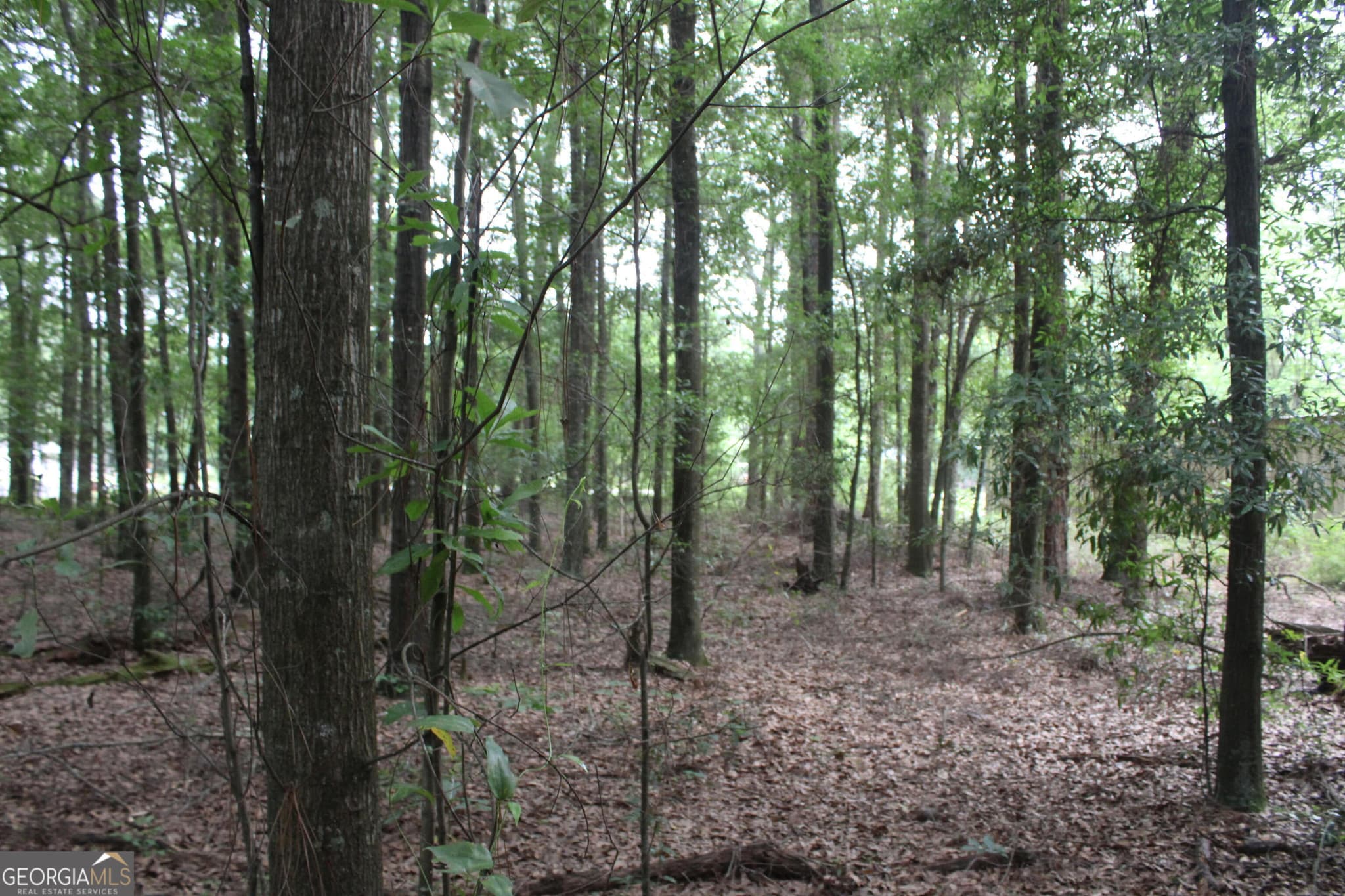 unimproved land for sale at 0 S State Route 49 Road, Oglethorpe, GA 31068 — photo 3