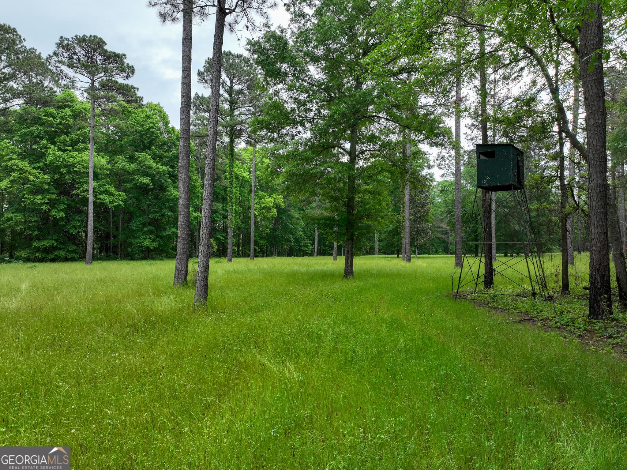 agriculture for sale at 6620 Jr Sims Road, Irwinton, GA 31042 — photo 5