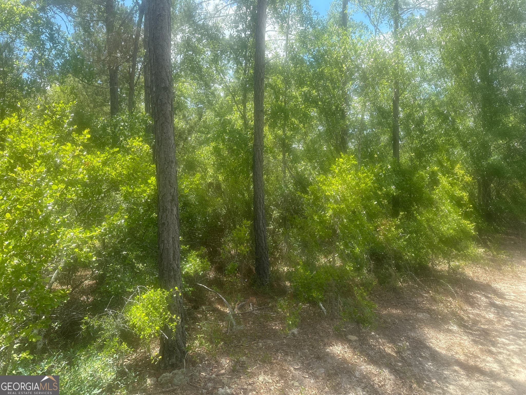 unimproved land for sale at 0 Robert Chapel Cemetery Road, Glennville, GA 30427 — photo 2