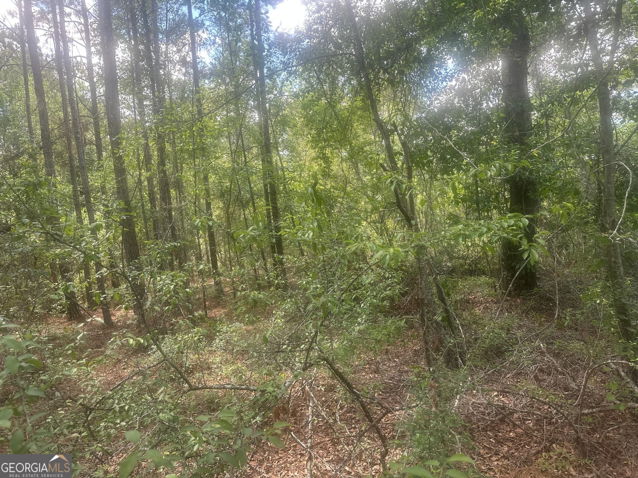 unimproved land for sale at 0 Robert Chapel Cemetery Road, Glennville, GA 30427 — photo 7