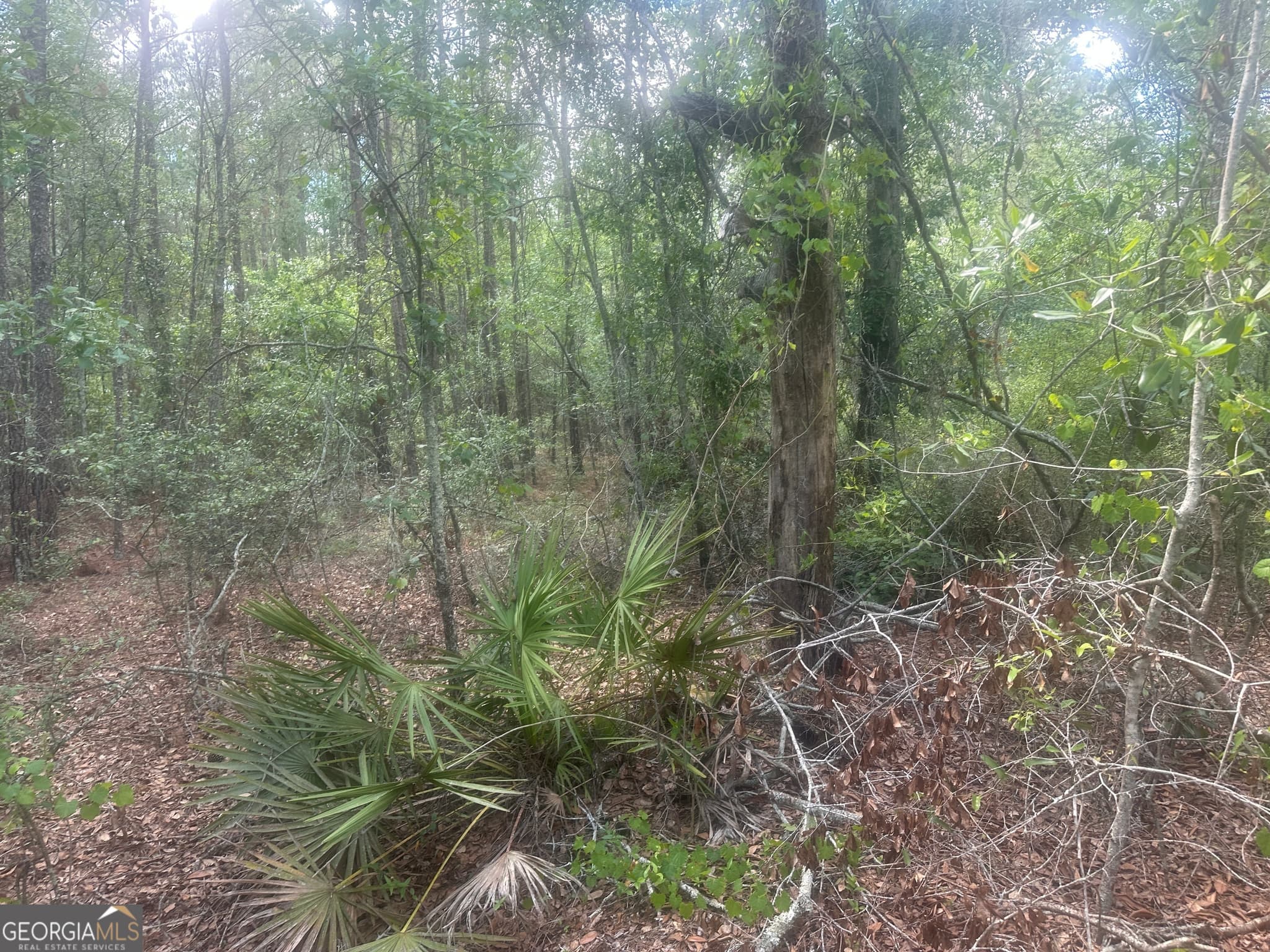 unimproved land for sale at 0 Robert Chapel Cemetery Road, Glennville, GA 30427 — photo 5