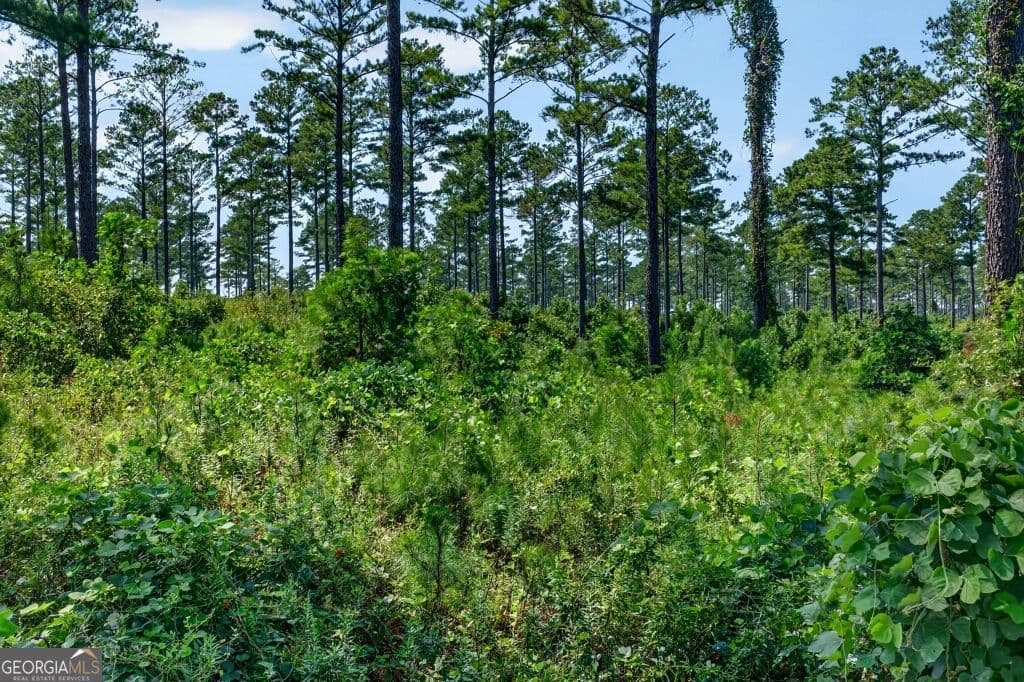 unimproved land for sale at 0 Hwy 30 TRACT C, Buena Vista, GA 31803 — photo 6