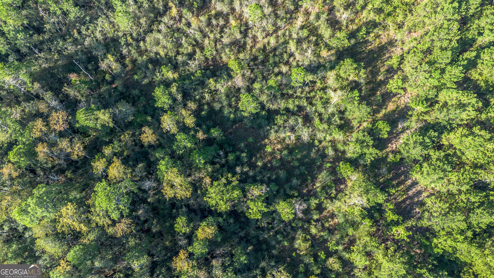 unimproved land for sale at 0 US Highway 301, Claxton, GA 30417 — photo 3