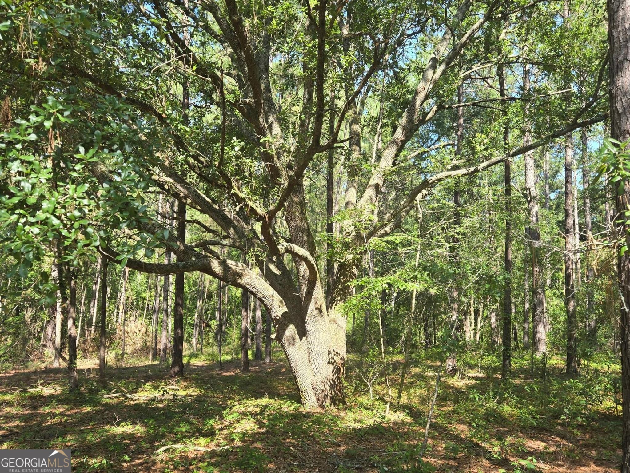 residential lot for sale at 0 Live Oak Drive, Swainsboro, GA 30401 — photo 6