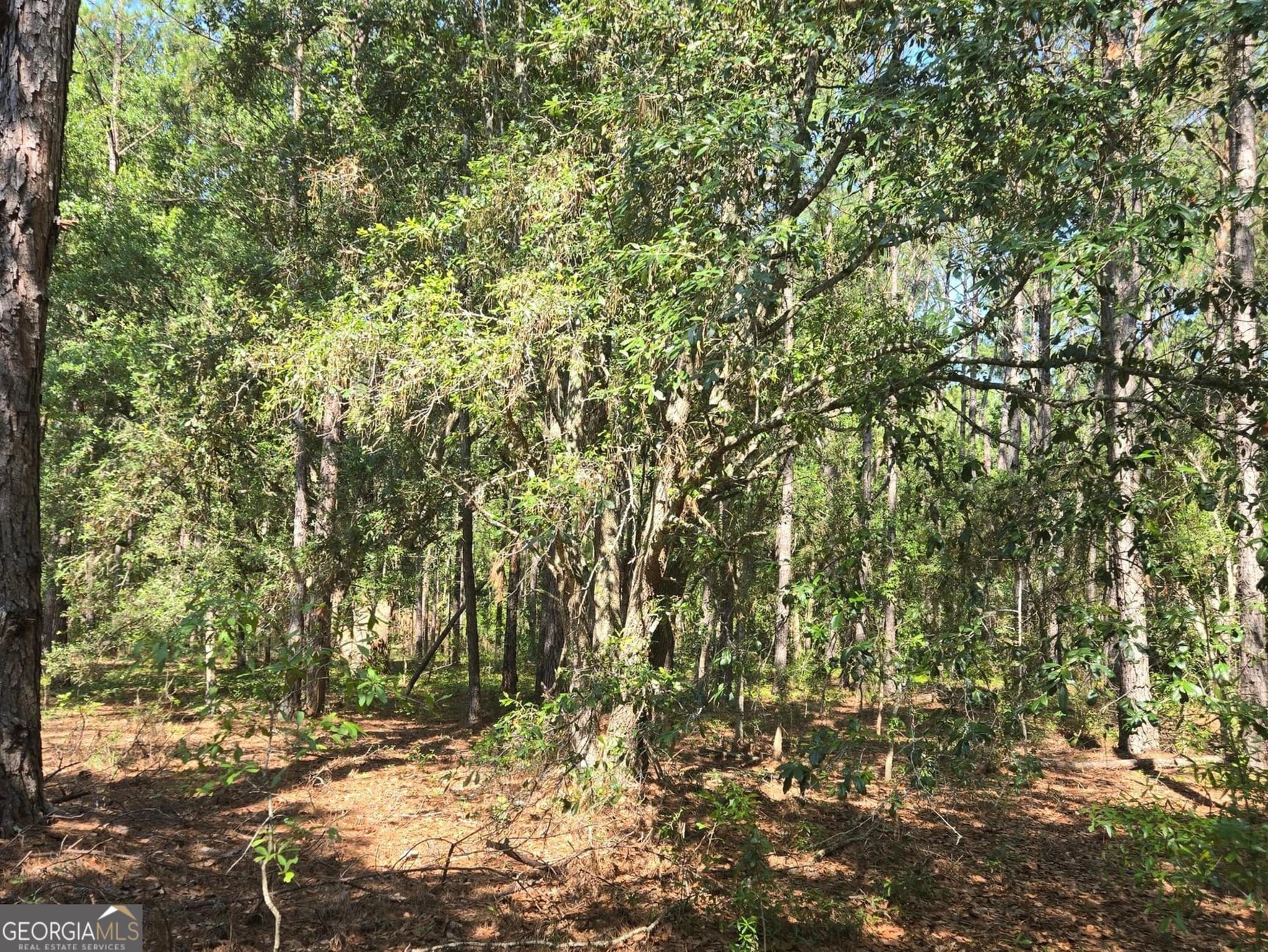 residential lot for sale at 0 Live Oak Drive, Swainsboro, GA 30401 — photo 7