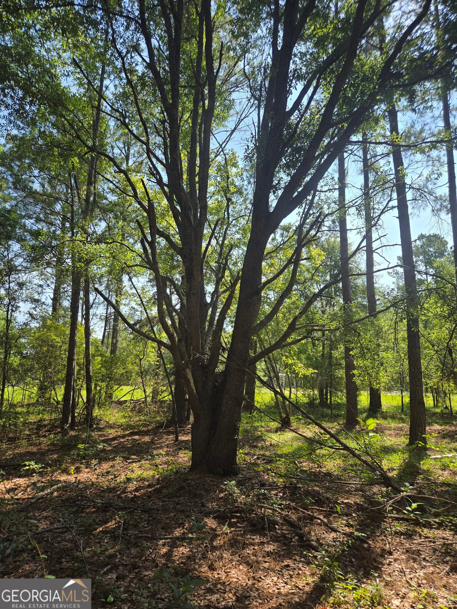 residential lot for sale at 0 Live Oak Drive, Swainsboro, GA 30401 — photo 4