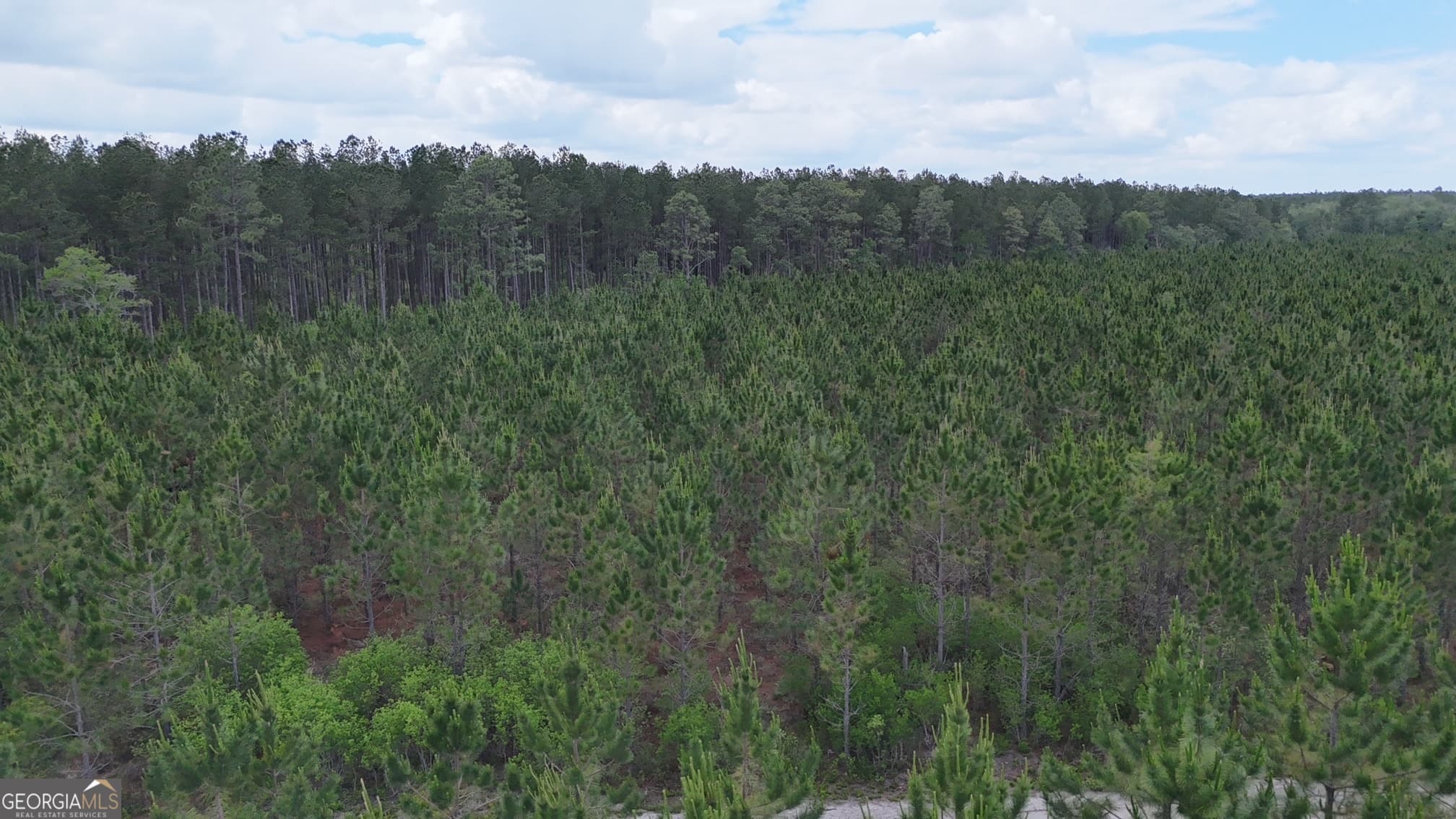agriculture for sale at 17 AC Owens Road, Odum, GA 31555 — photo 4